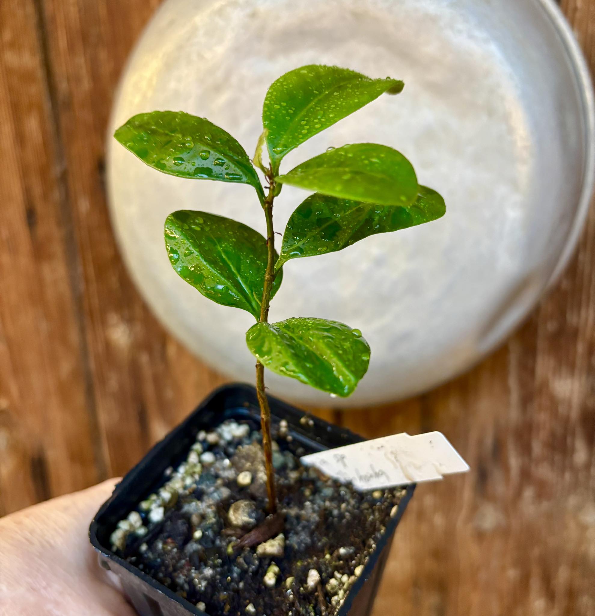Myrcia sp Jequitinhonha - 1 potted seedling / 1 getopfter Sämling
