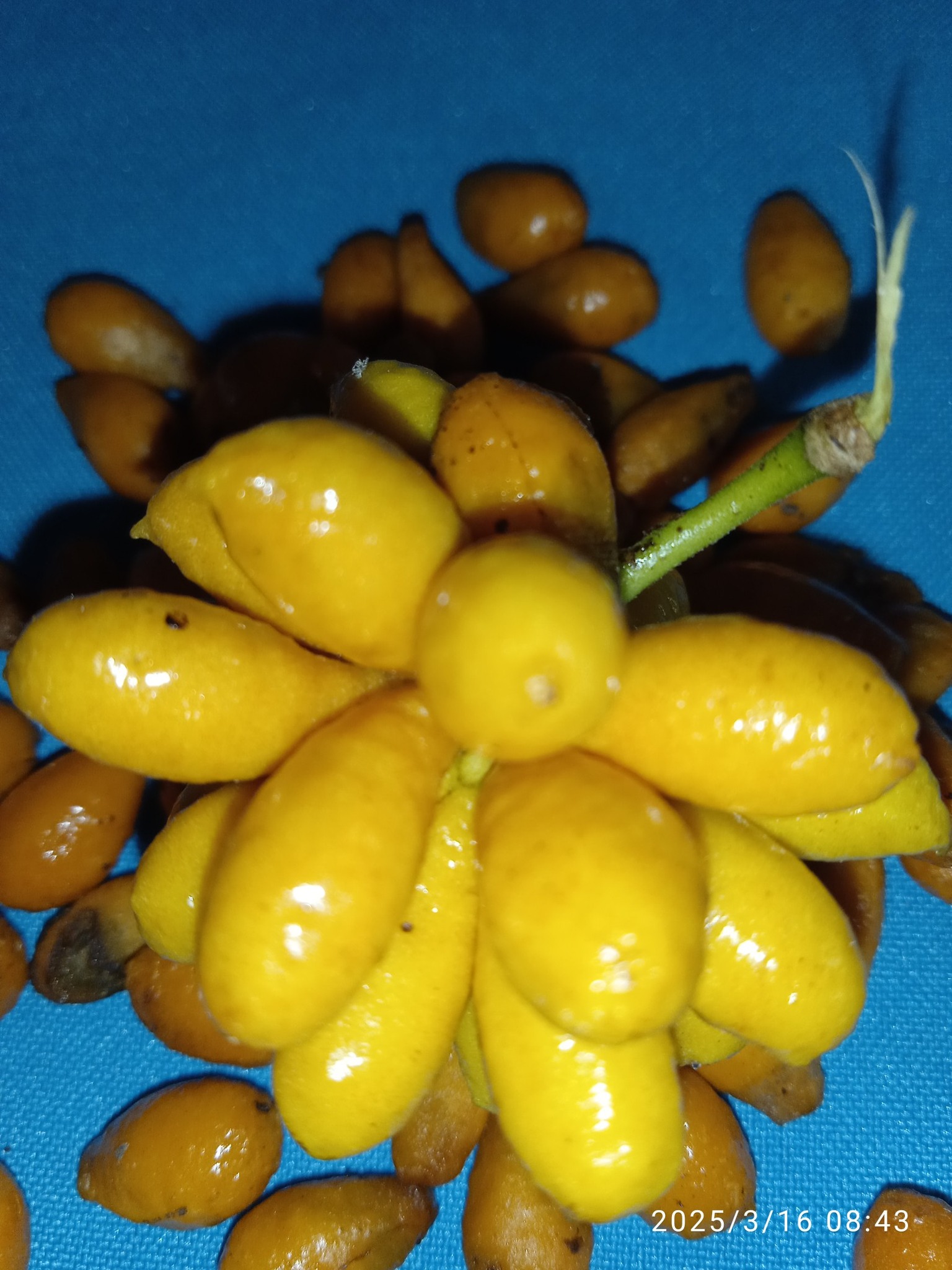 Annona leptopetala  - 1 fresh seed / 1 frischer Samen