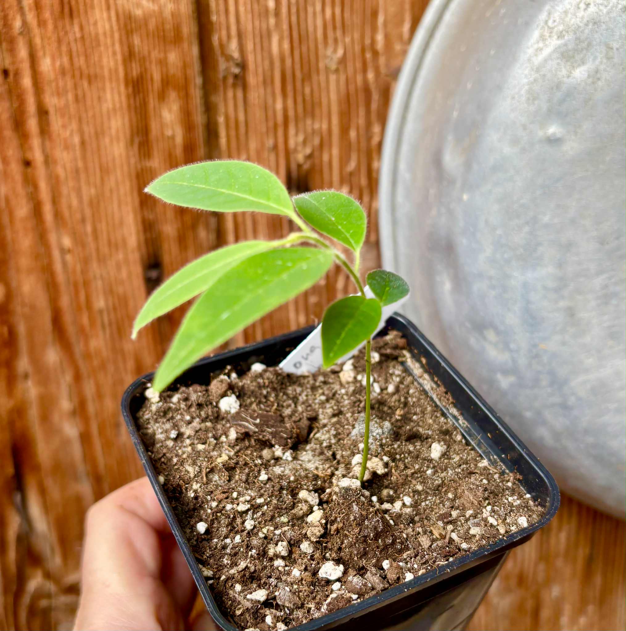 Annona spraguei - Nonita - 1 potted plant / 1 kleiner getopfte Pflanze