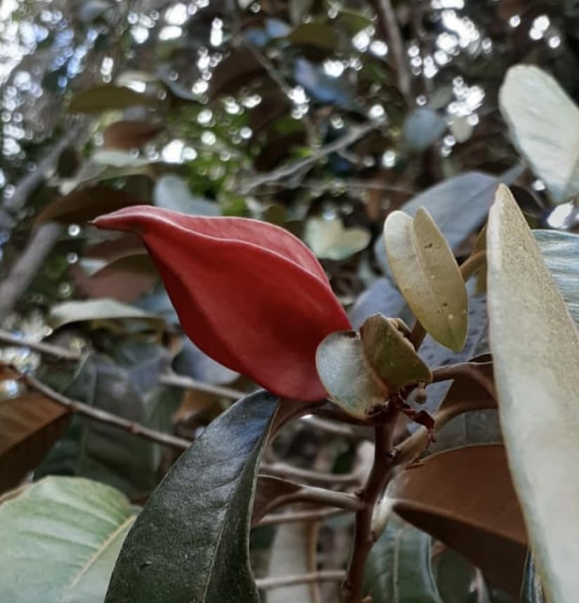 Pre Order - Chrysophyllum splendens  - 1 fresh seed / 1 frischer Samen