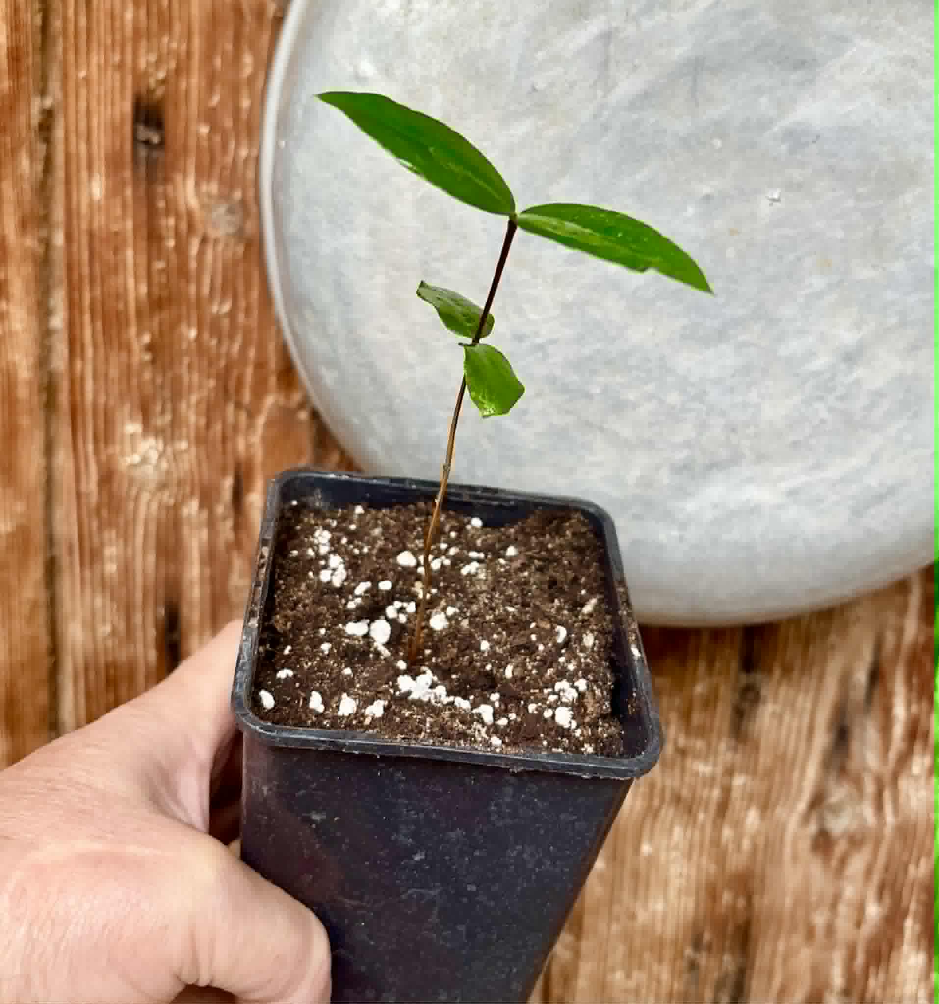 Mouriri sp Rondonia - 1 potted seedling / 1 getopfter Sämling