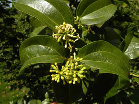 Strychnos pseudoquina - 1 fresh seed / 1 frischer Samen