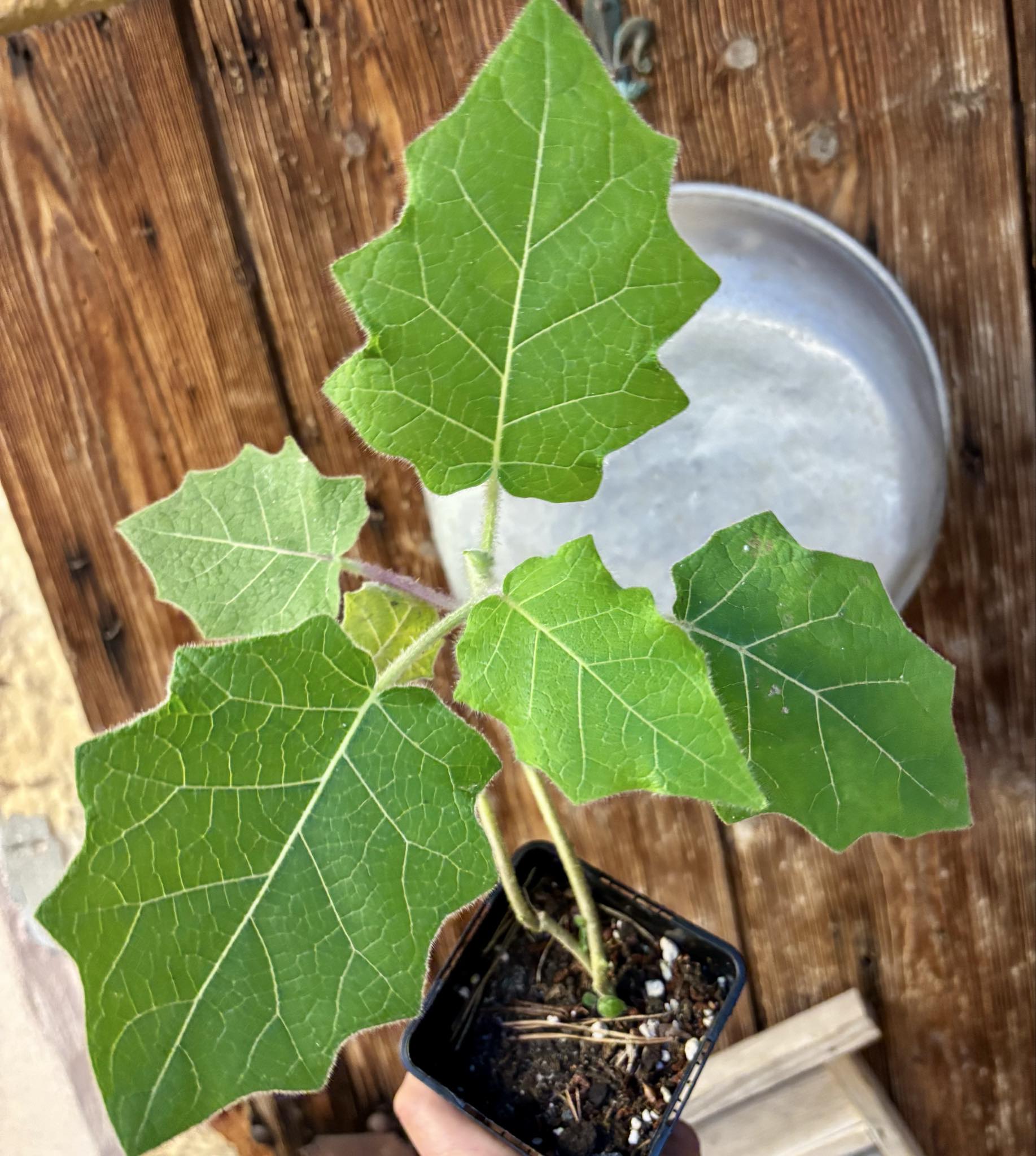 Solanum vestissimum - 1 potted plant / 1 getopfte Pflanze Solanum vestissimum - 1 potted plant / 1 getopfte Pflanze