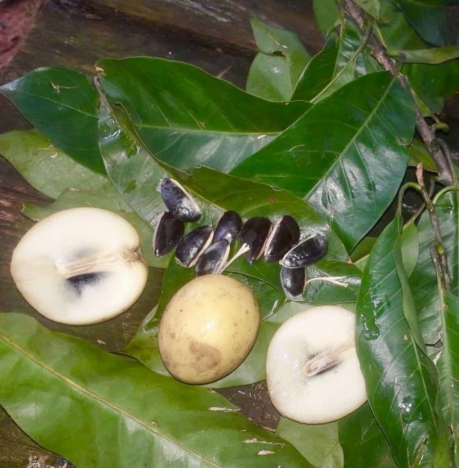 Chrysophyllum sp Abiu Rondonia - 1 fresh seed / 1 frischer Samen