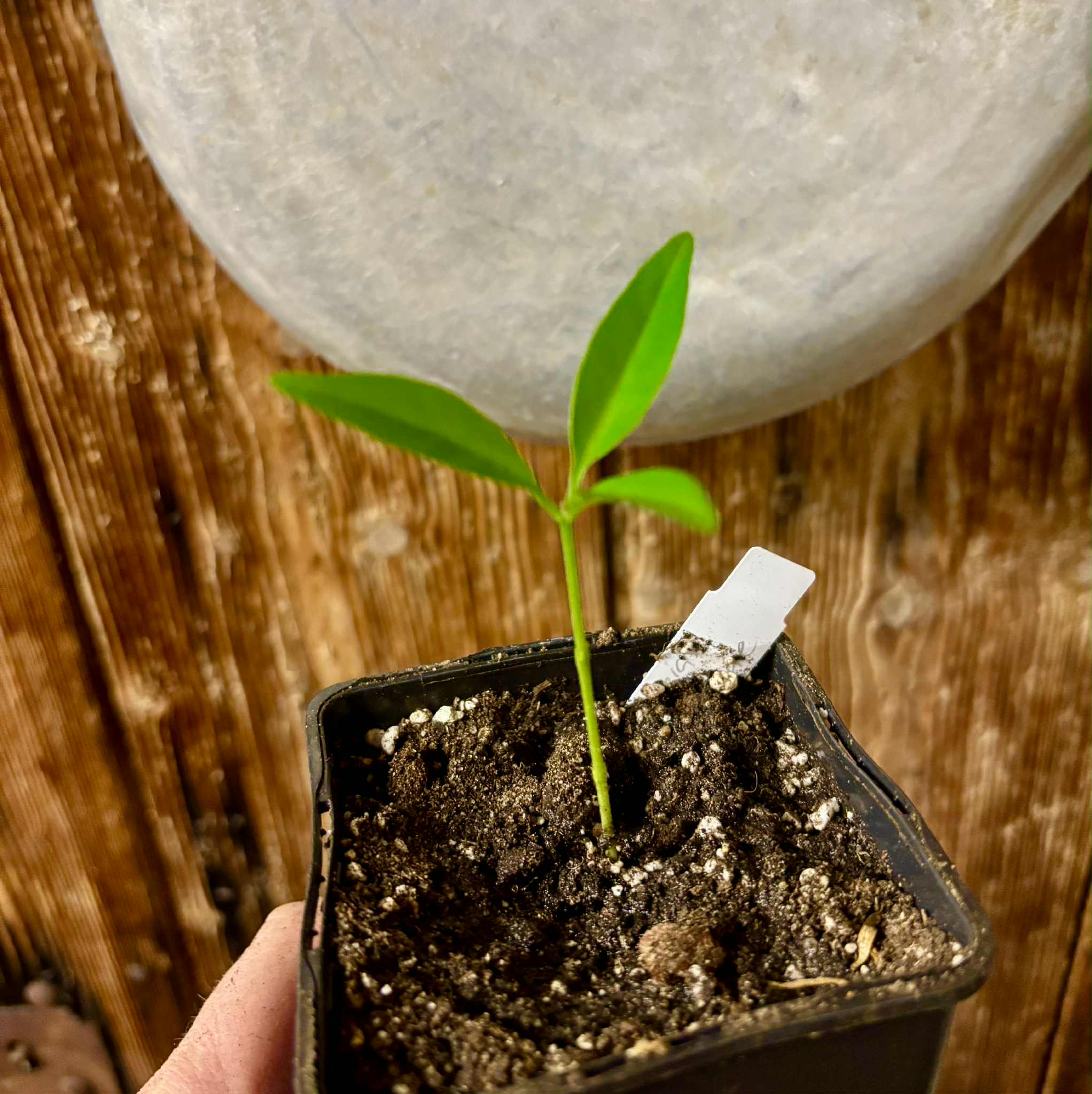 Eugenia villae-novae - 1 potted seedling / 1 getopfter Sämling