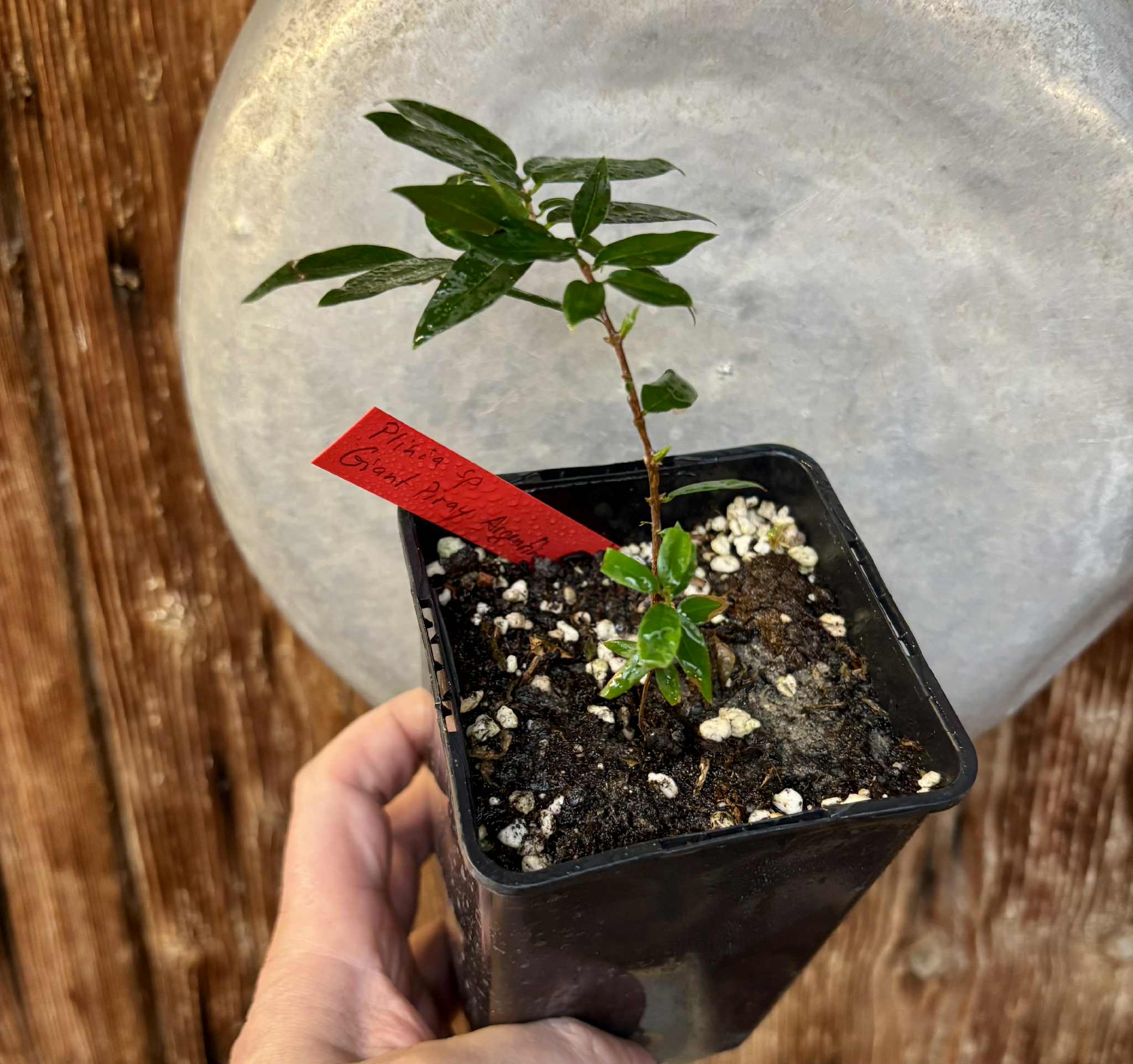 Plinia sp Giant Piray Argentina - 1 potted plant / 1 getopfte Pflanze