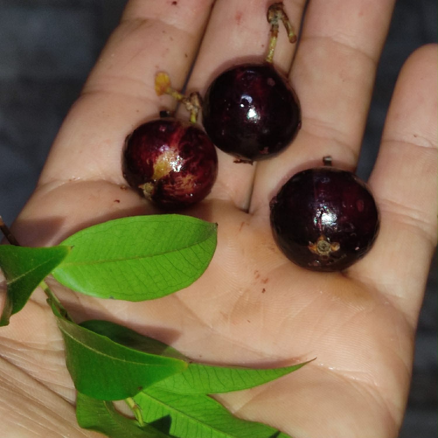 Pre Order - Plinia sp. Pingo de Mel Rajada Maraú -  1 fresh seed / 1 frischer Samen