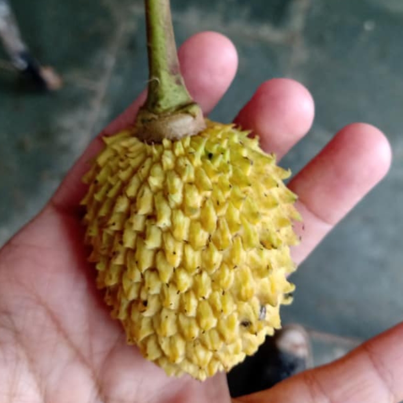 Annona dolabripetala - 1 fresh seed / 1 frischer Samen