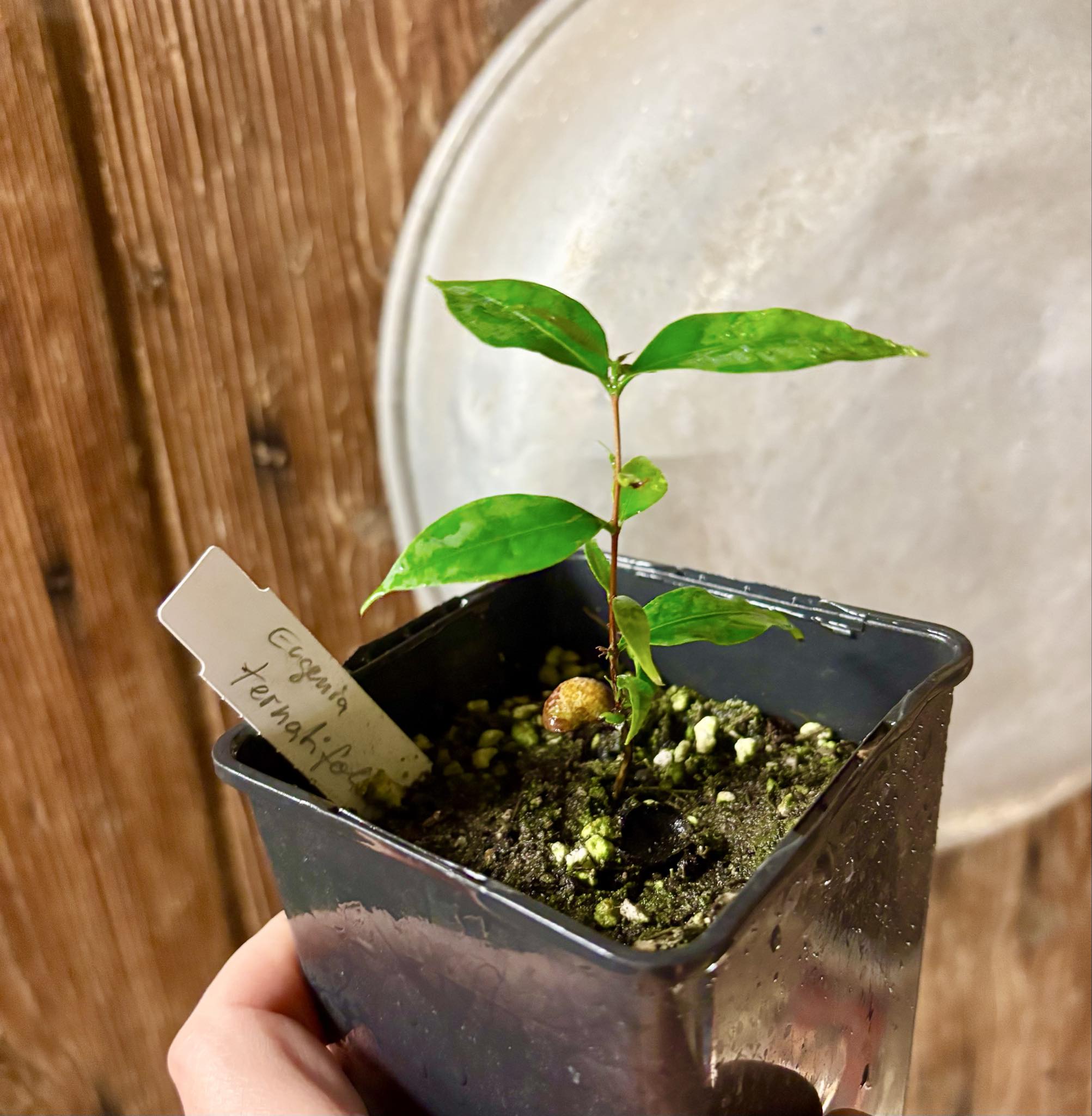 Uvaia maracuja (Eugenia ternatifolia) - 1 potted seedling / 1 getopfter Sämling