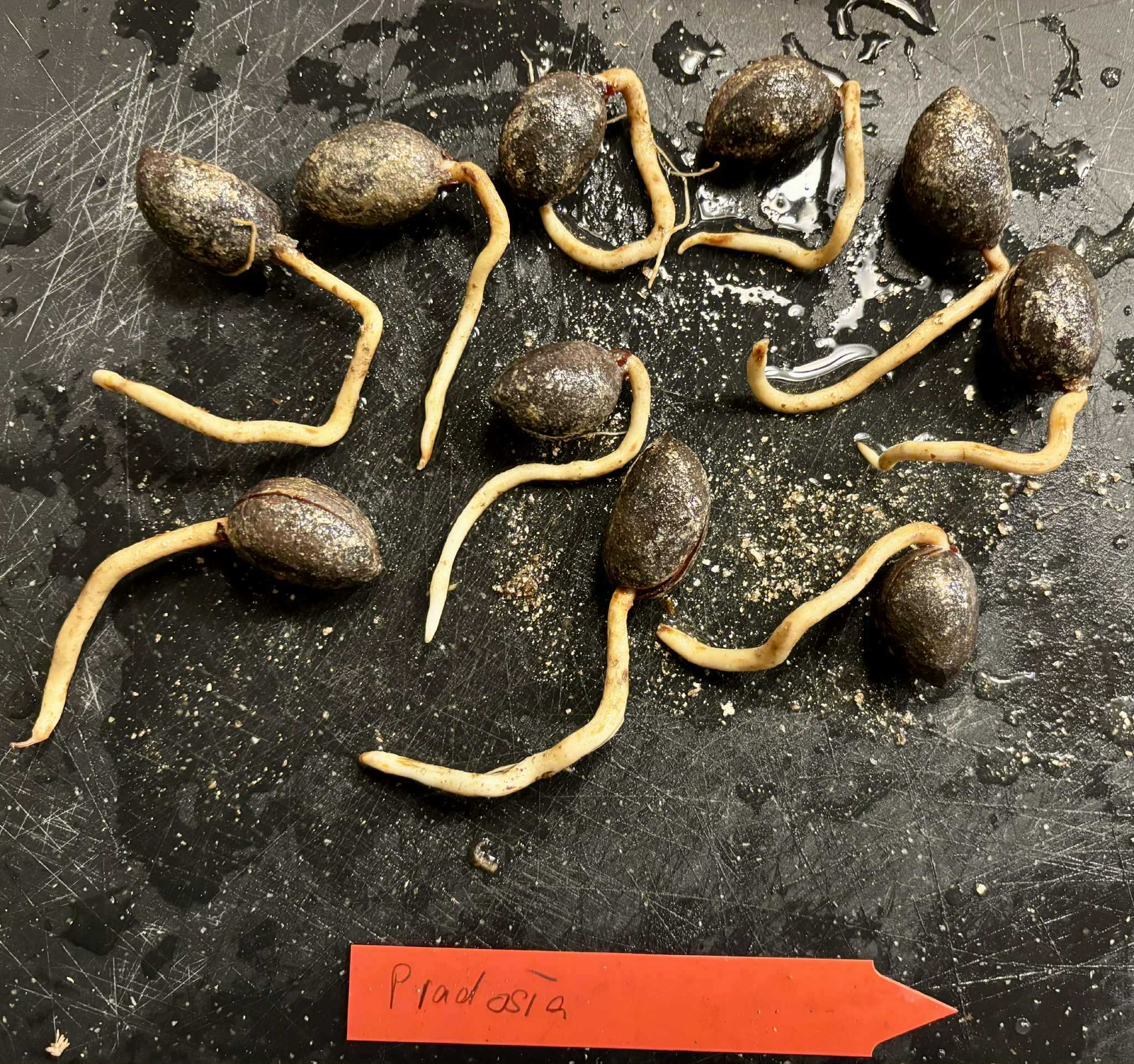 Pradosia sp Rondonia - 1 germinated seed / 1 gekeimter Samen