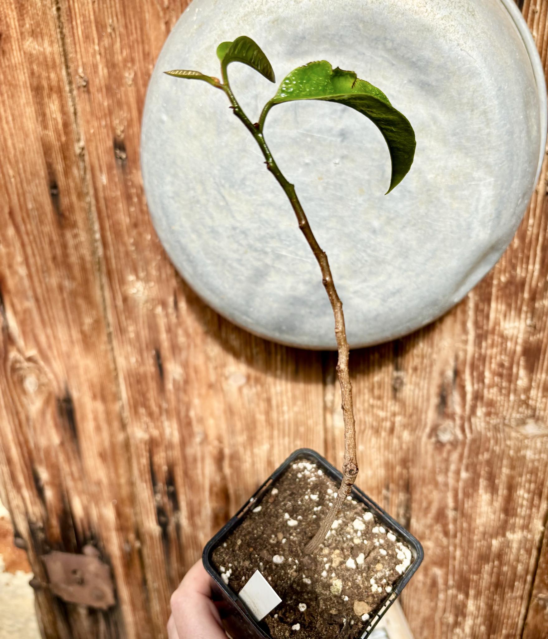 Poshte (Annona scleroderma)  - 1 potted plant / 1 getopfte Pflanze
