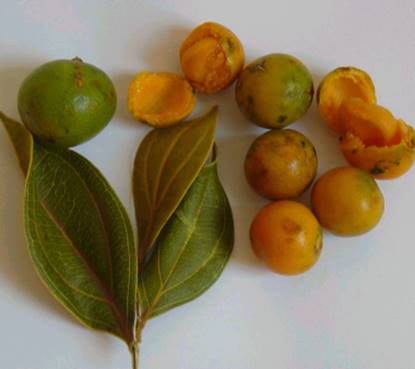 Strychnos pseudoquina - 1 fresh seed / 1 frischer Samen