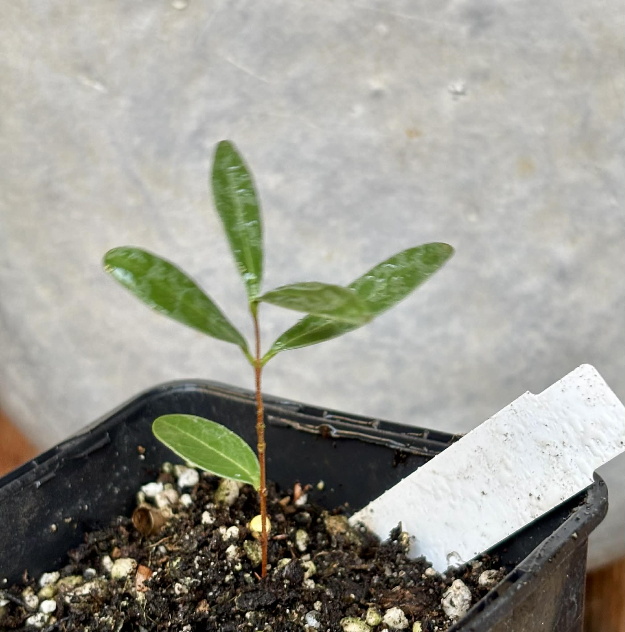 CEREJINHA DE JAGUARIÚNA - Eugenia punicifolia var. Oncas Doce - 1 potted plant / 1 getopfte Pflanze
