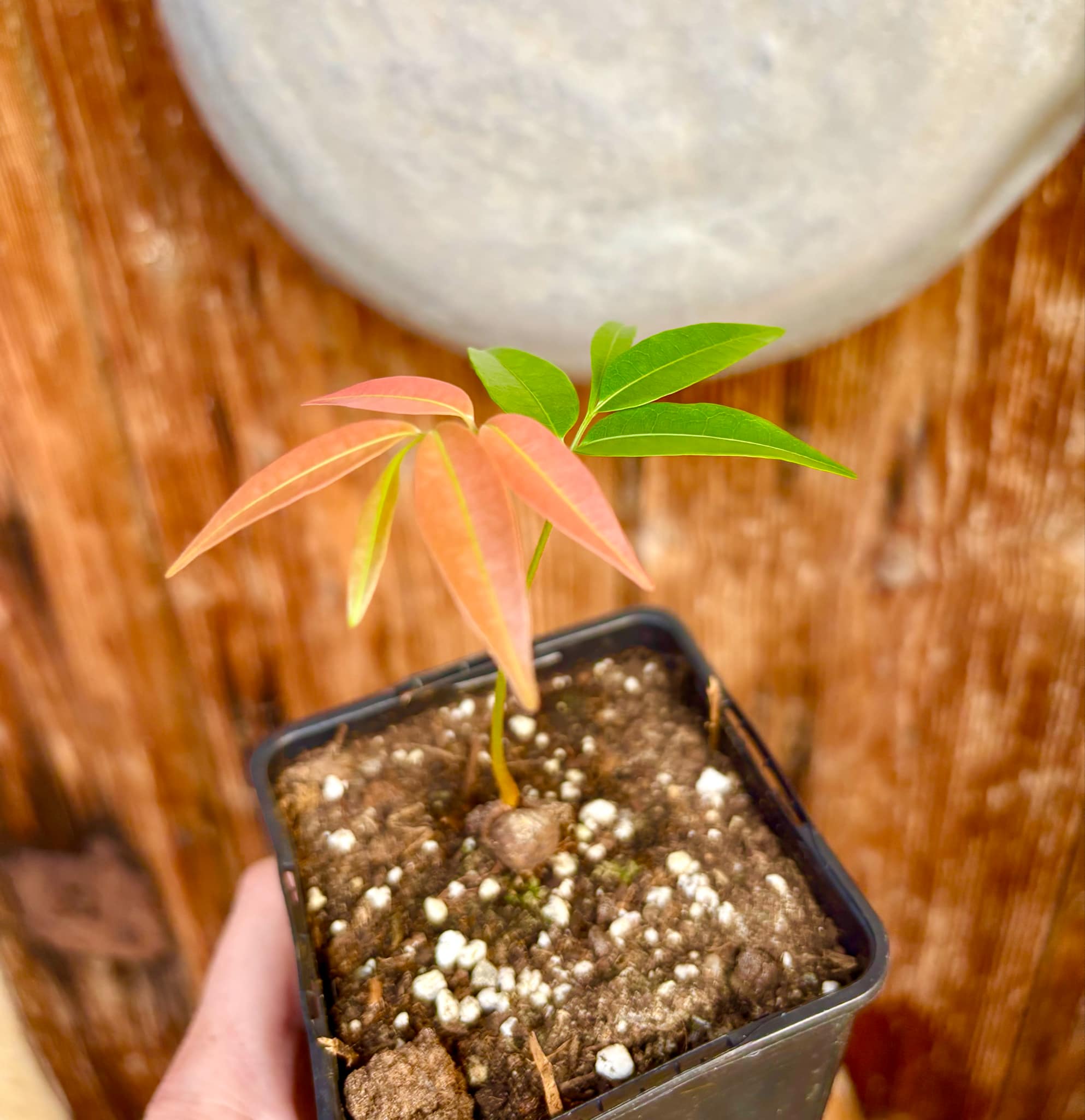 Talisia cerasina - 1 potted seedling / 1 getopfter Sämling