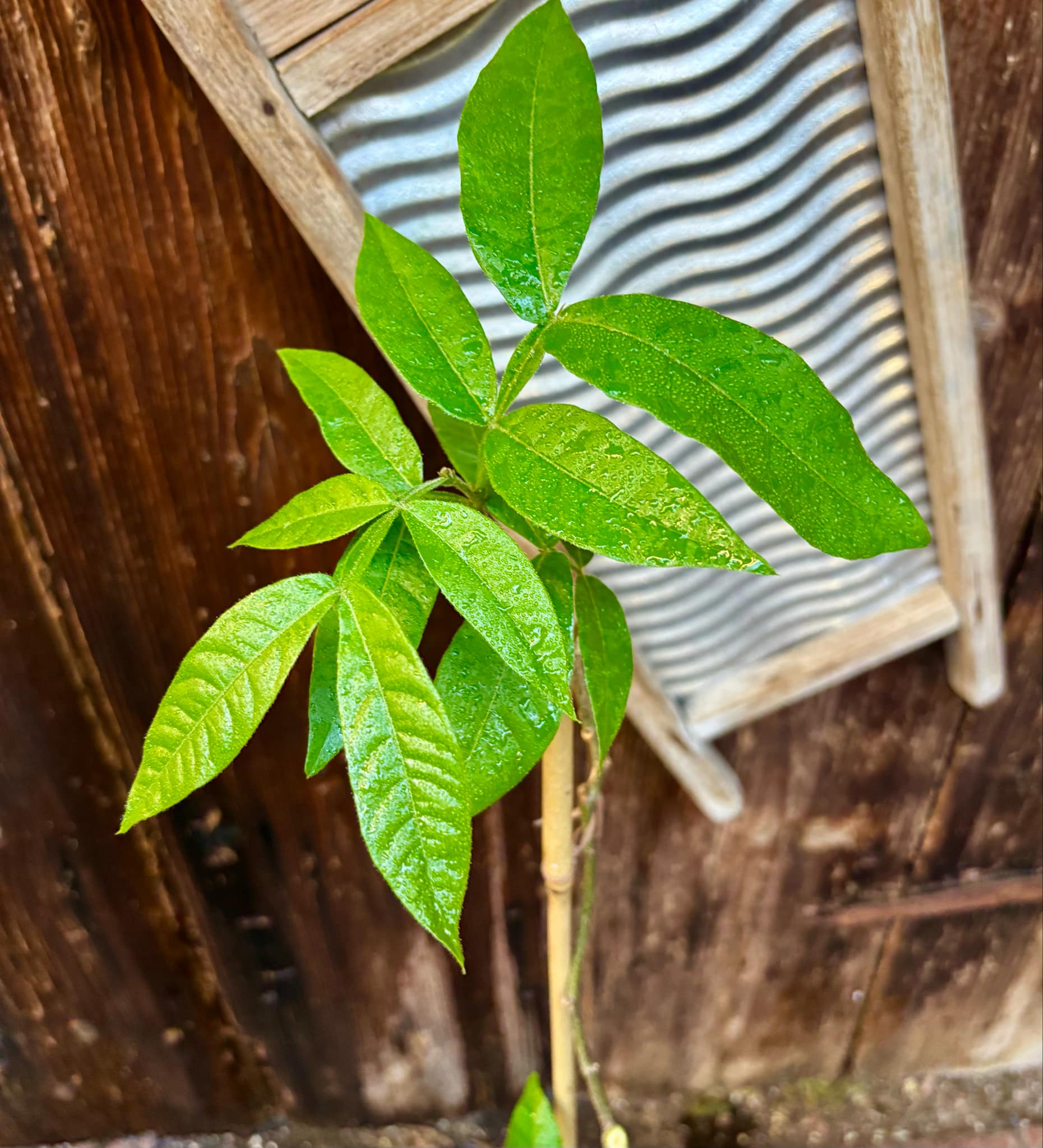 Litchi chinensis - var. Fei Zi Xiao (Litchi chinensis) - 1 potted plant / 1 getopfte Pflanze