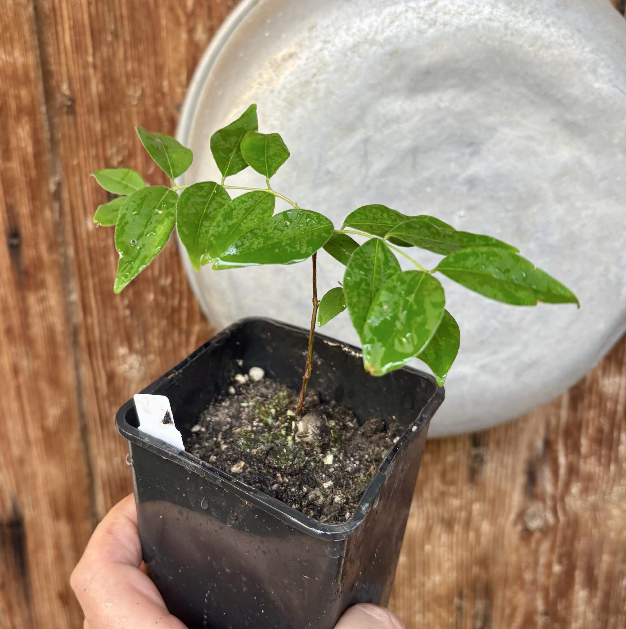 Eugenia sp Guajuba suave -  1 potted seedling / 1 getopfter Sämling