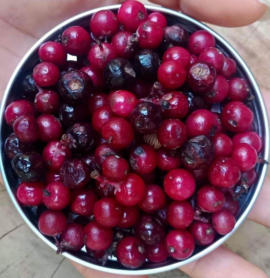 Stylogyne cauliflora - 1 potted seedling / 1 getopfter Sämling