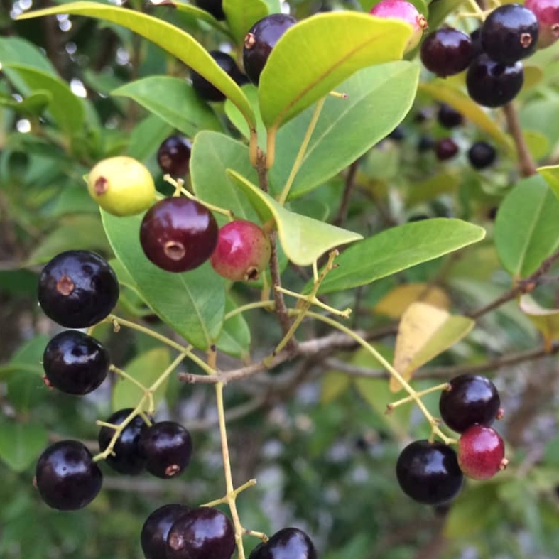 Myrcia multiflora - 1 germinated seed / 1 gekeimter Samen