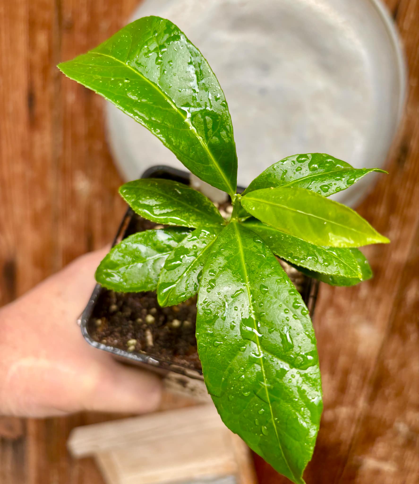 Siphonodon celastrineus  - 1 potted plant / 1 getopfte Pflanze
