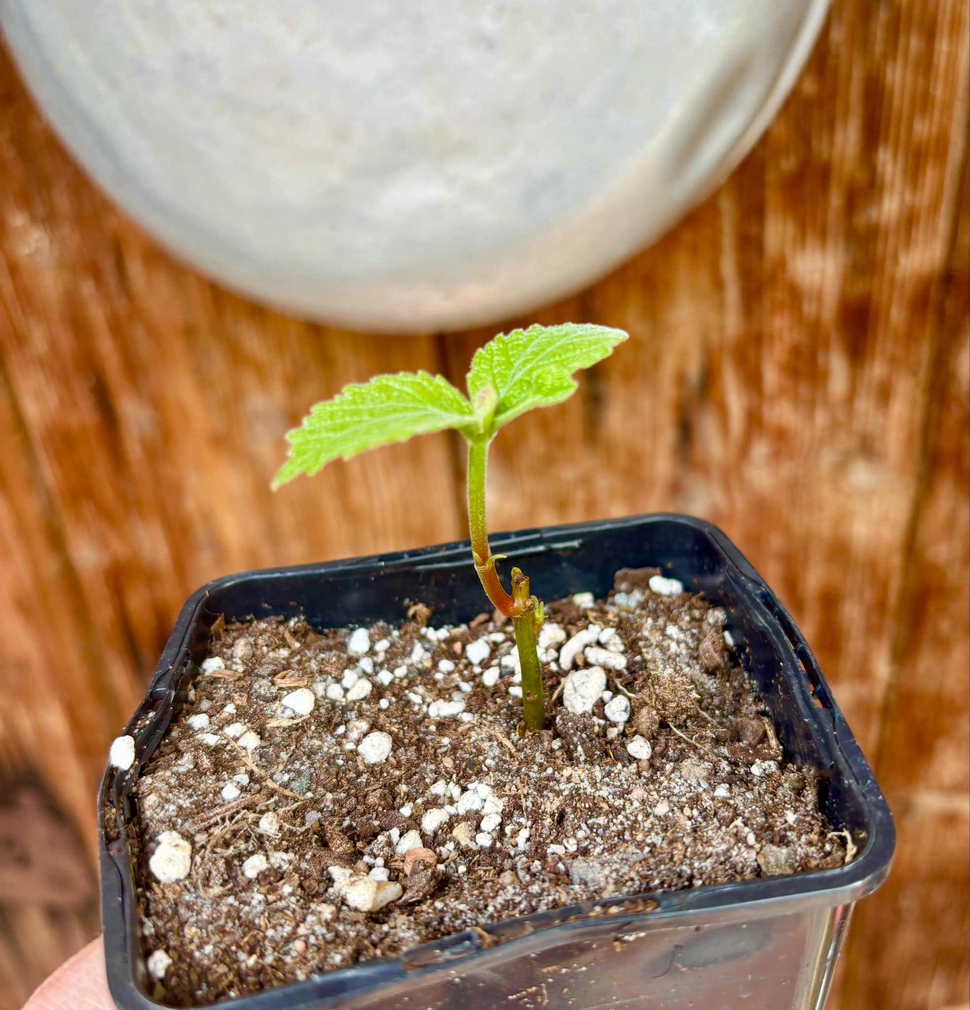 Caryocar brasiliense - Pequi - 1 potted plant / 1 getopfte Pflanze