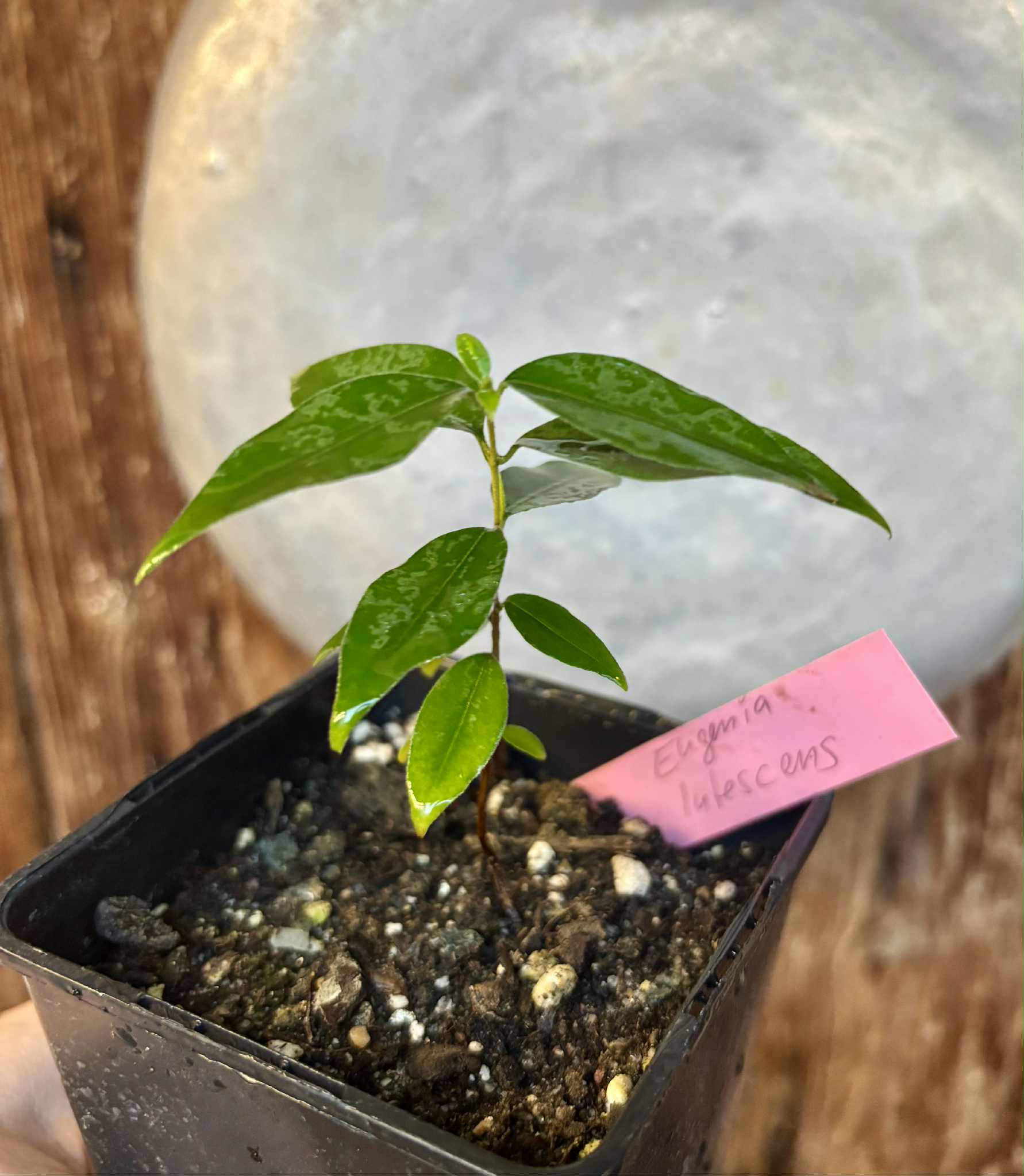 Uvaia do Campo - Eugenia lutescens -  1 potted seedling / 1 getopfter Sämling