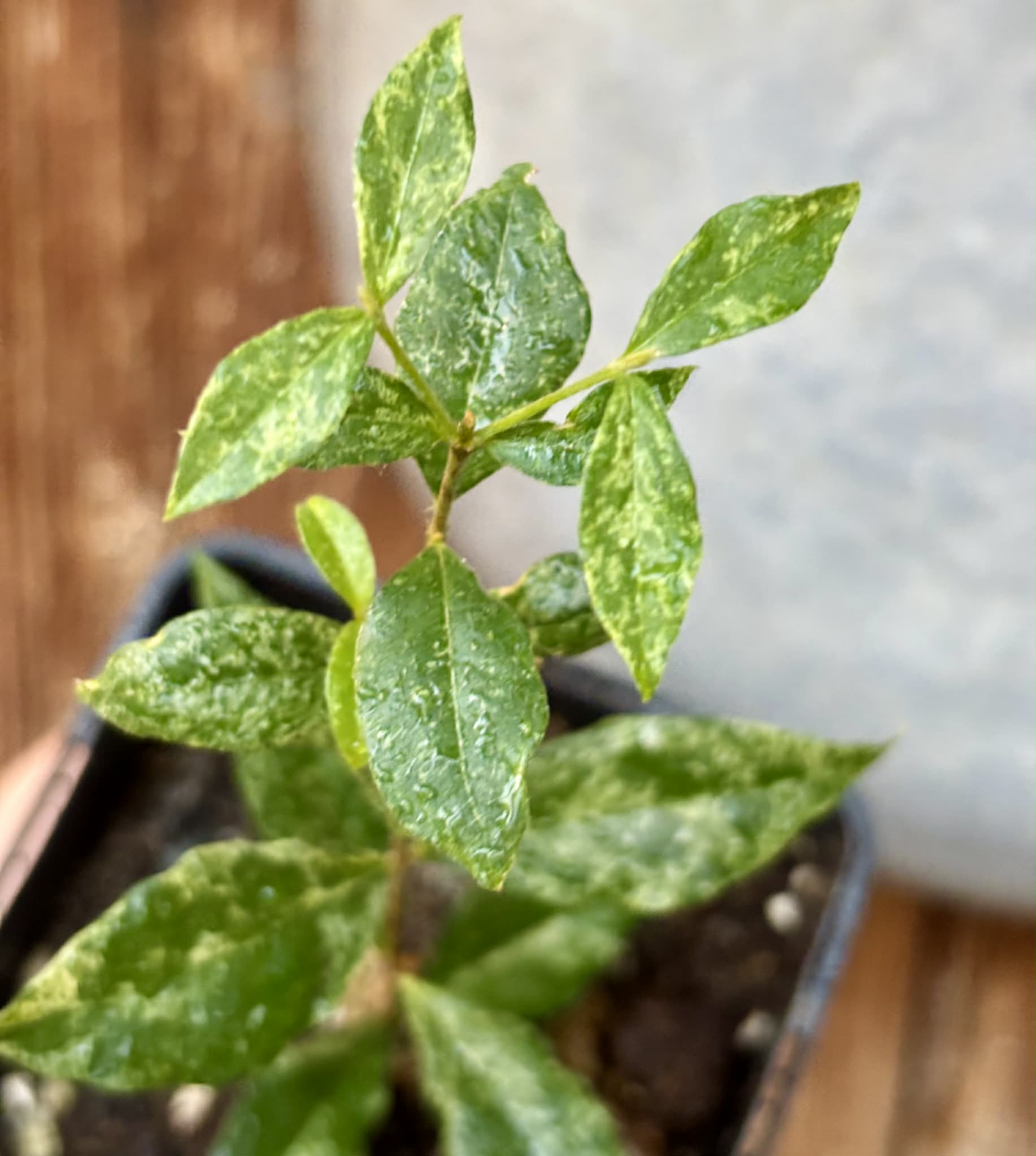 from flowering mother plant - variegated Acerola (Malpighia glabra) - 1 potted rooted cutting / 1 getopfter, bewurzelter Steckling