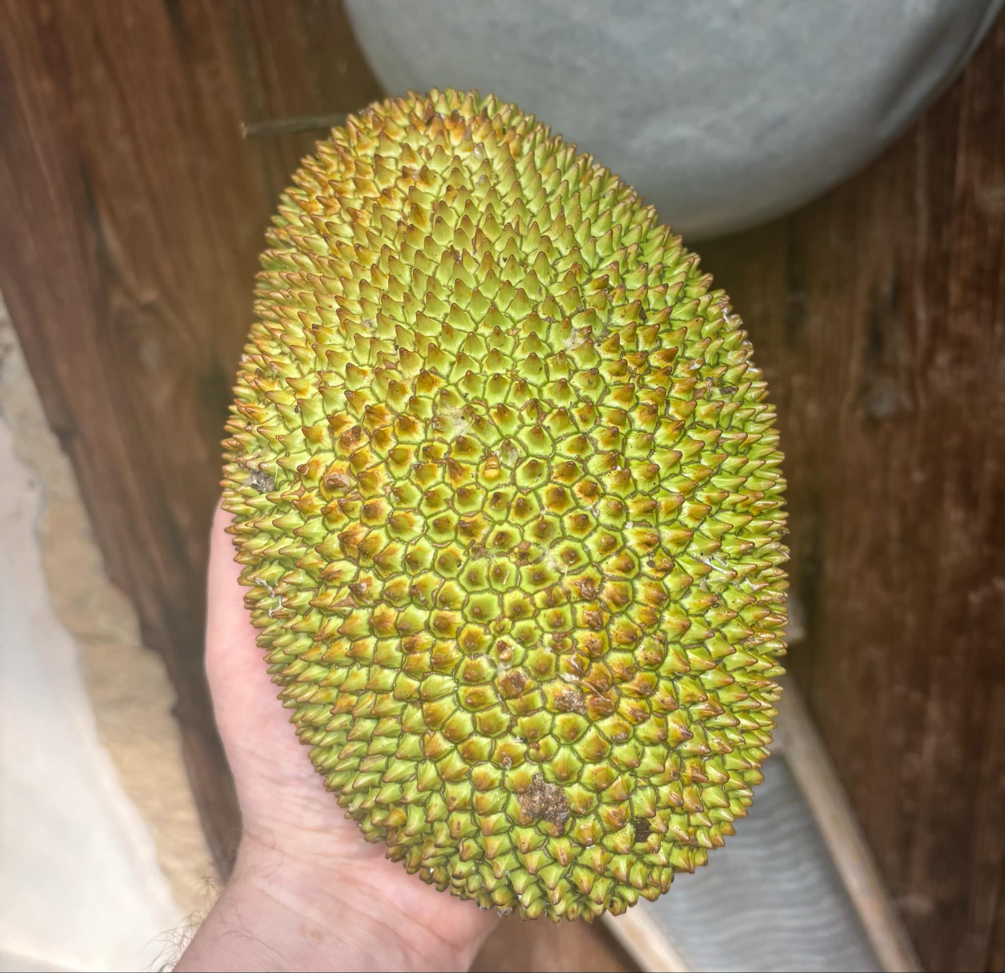 Cempedak (Artocarpus integer)  -  1 fresh seed / 1 frischer Samen