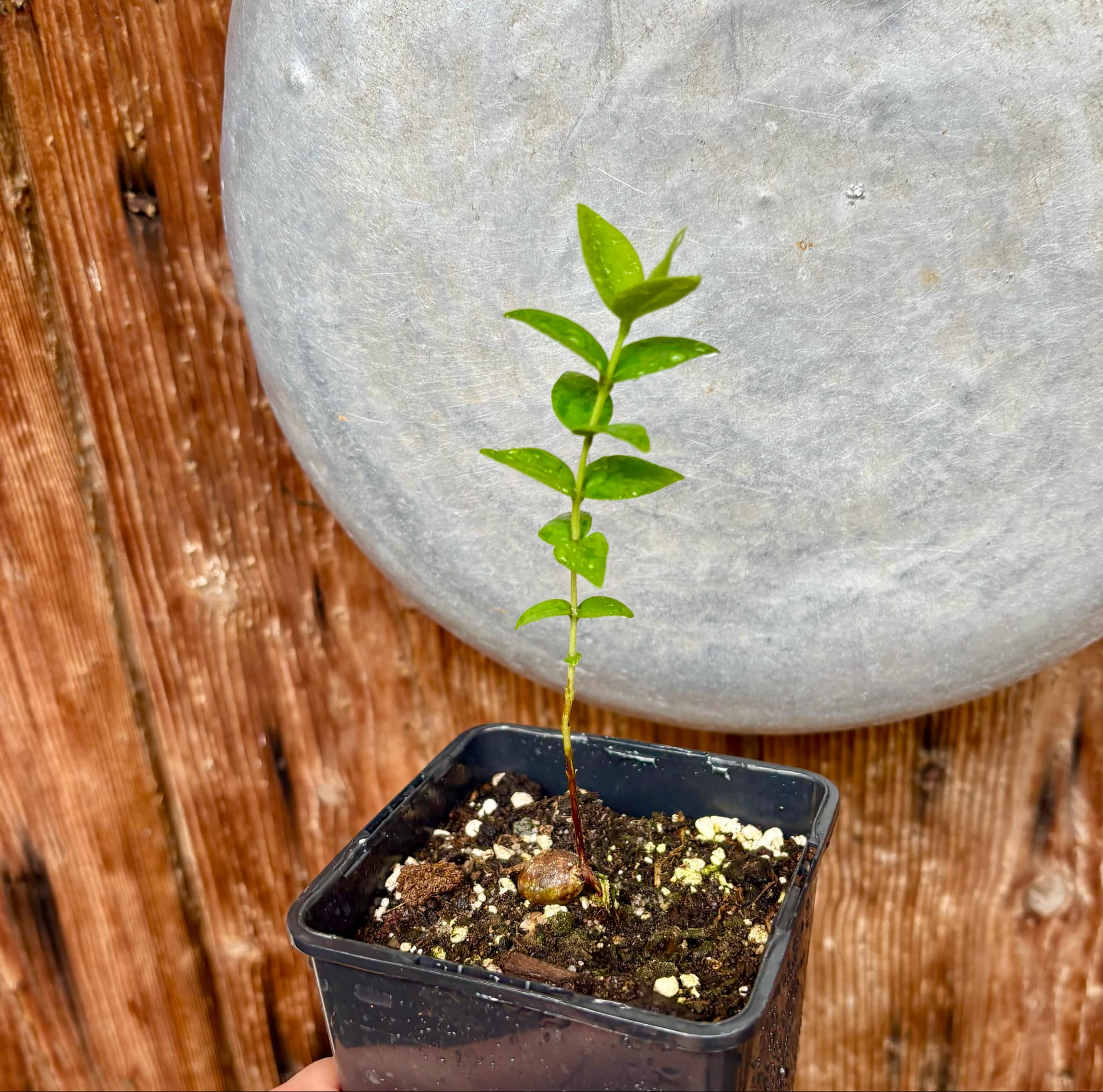 Eugenia sp Palometa - 1 potted seedling / 1 getopfter Sämling