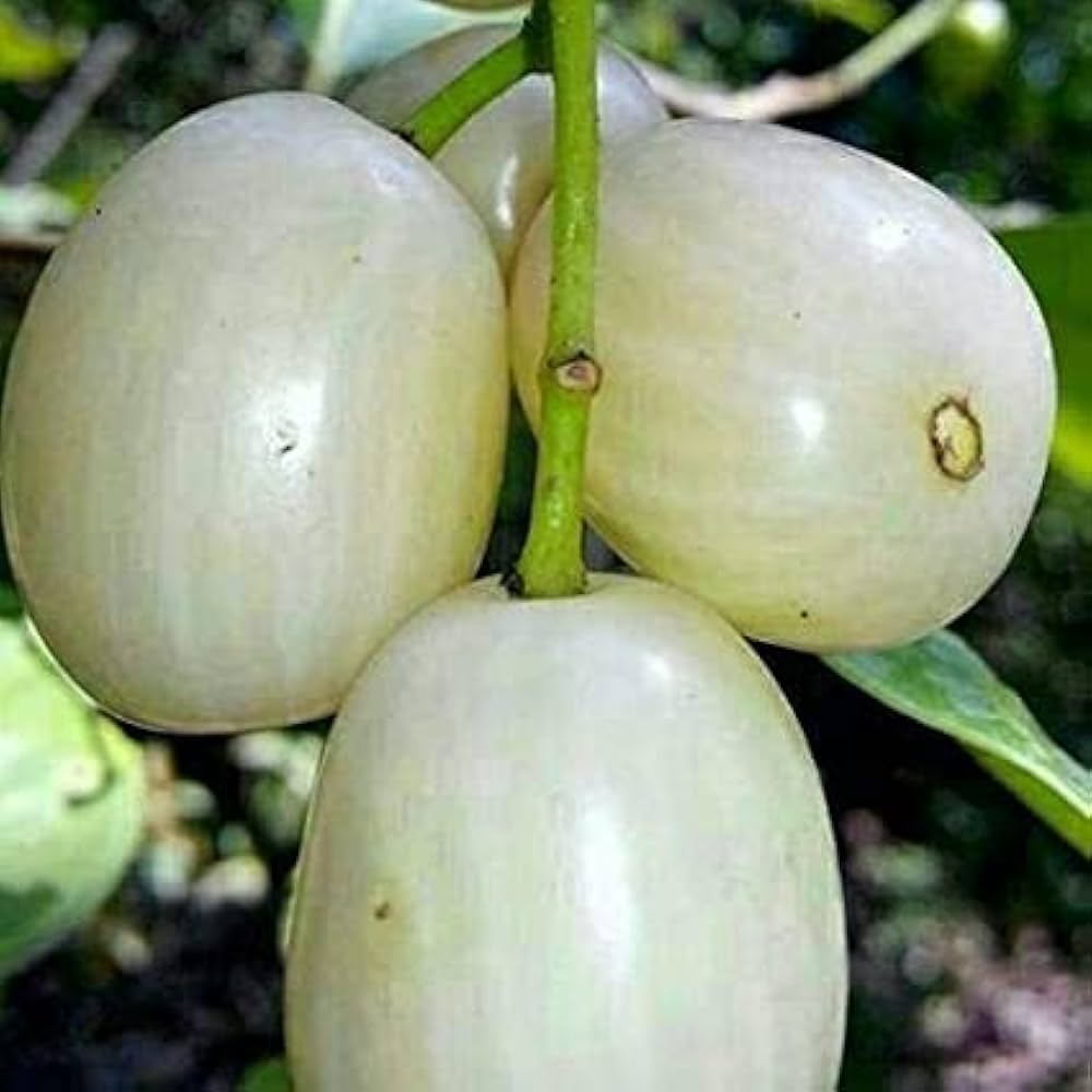 Syzygium cumini var. alba  (White Jambolan) - 1 germinated seed / 1 gekeimter Samen