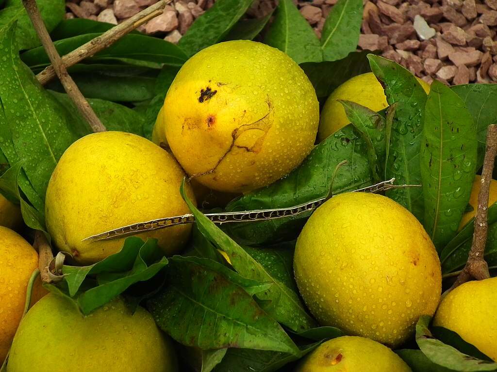 Canistel (Lucuma campechiana) - 1 fresh seed / 1 frischer Samen
