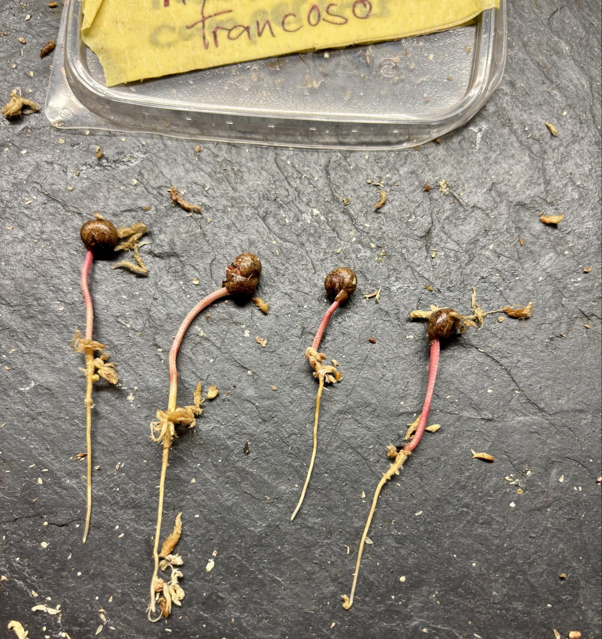 Myrcia sp Trancoso -  1 germinated seed / 1 gekeimter Samen Myrcia sp Trancoso -  1 germinated seed / 1 gekeimter Samen