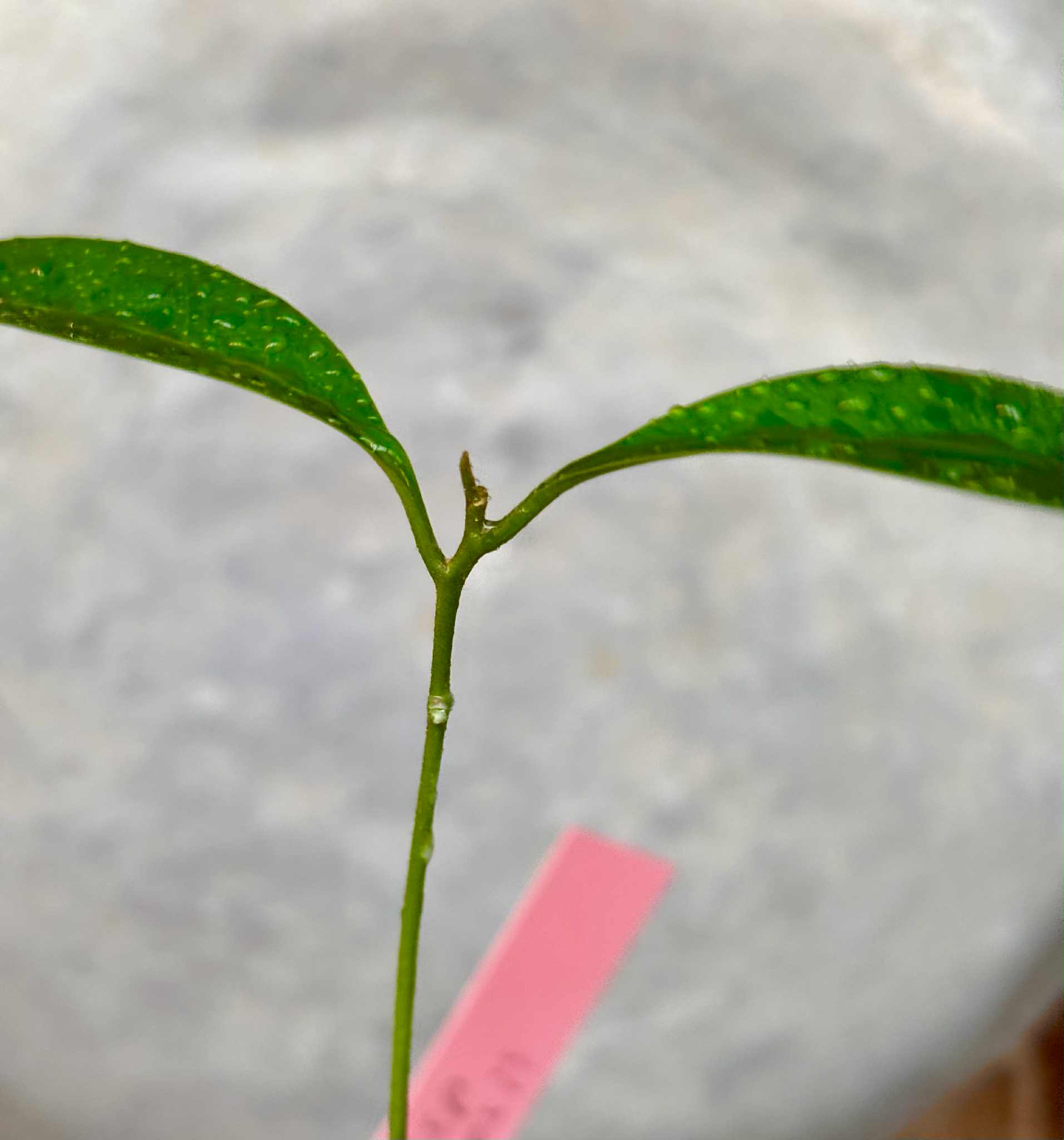 Pouteria alvesii - 1 small potted seedling / 1 kleiner, getopfter Sämling