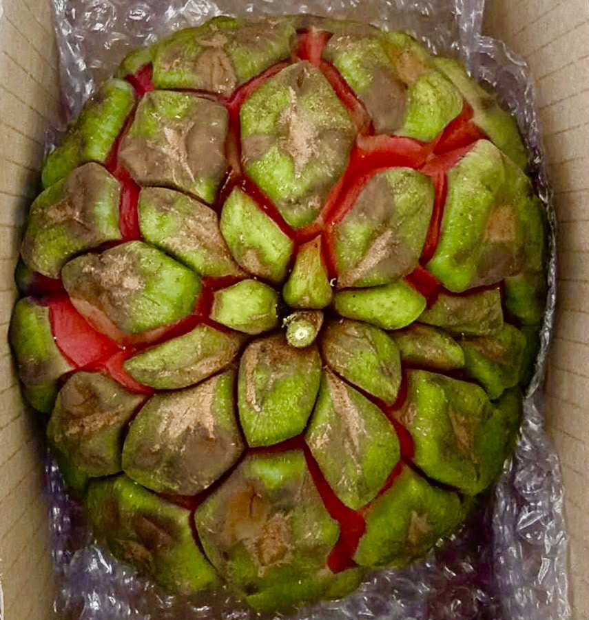 Kadsura heteroclita "Green" - 3 fresh seeds / 3 frische Samen