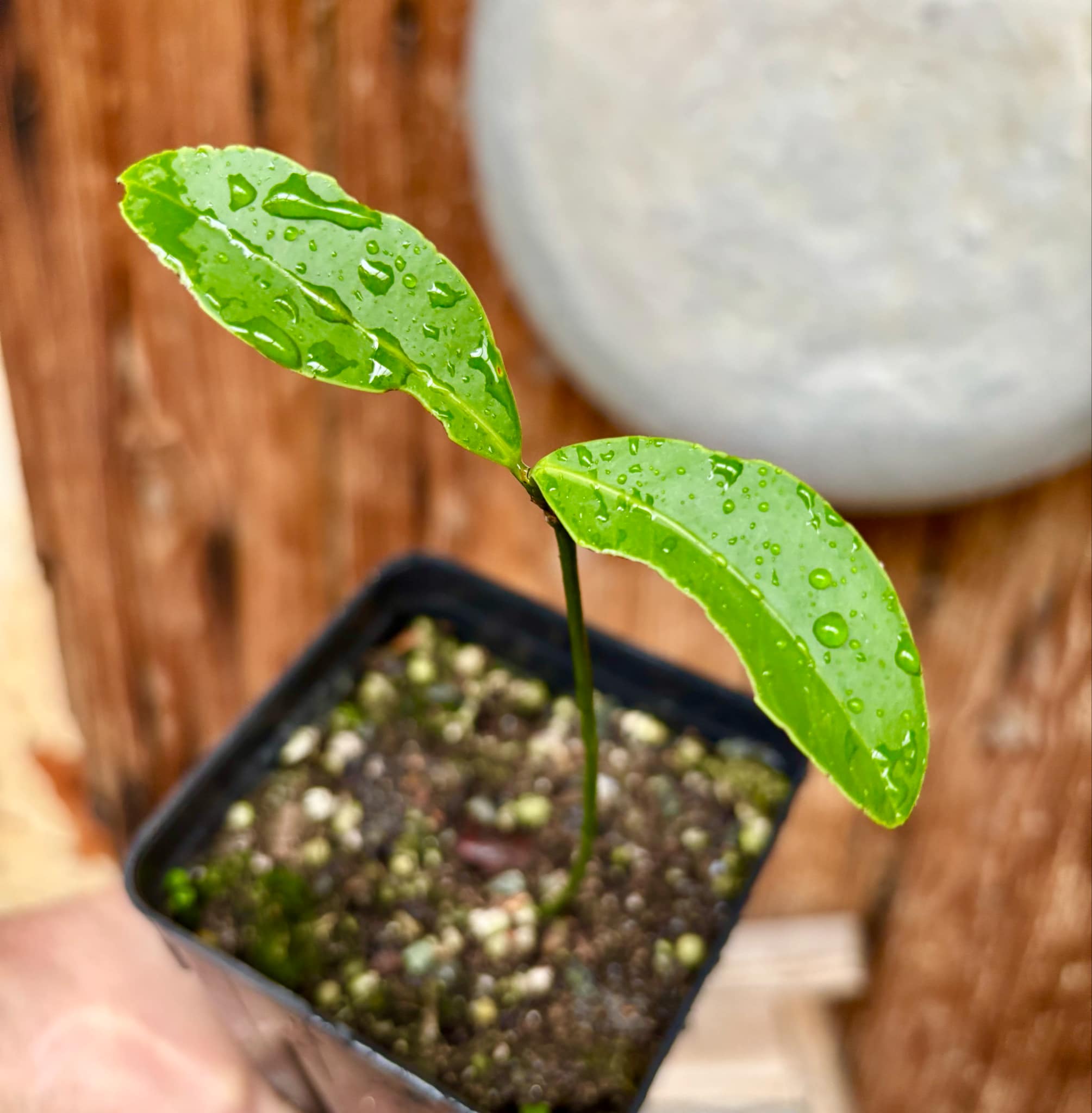 Peritassa hatschbachii  - 1 potted plant / 1 getopfte Pflanze
