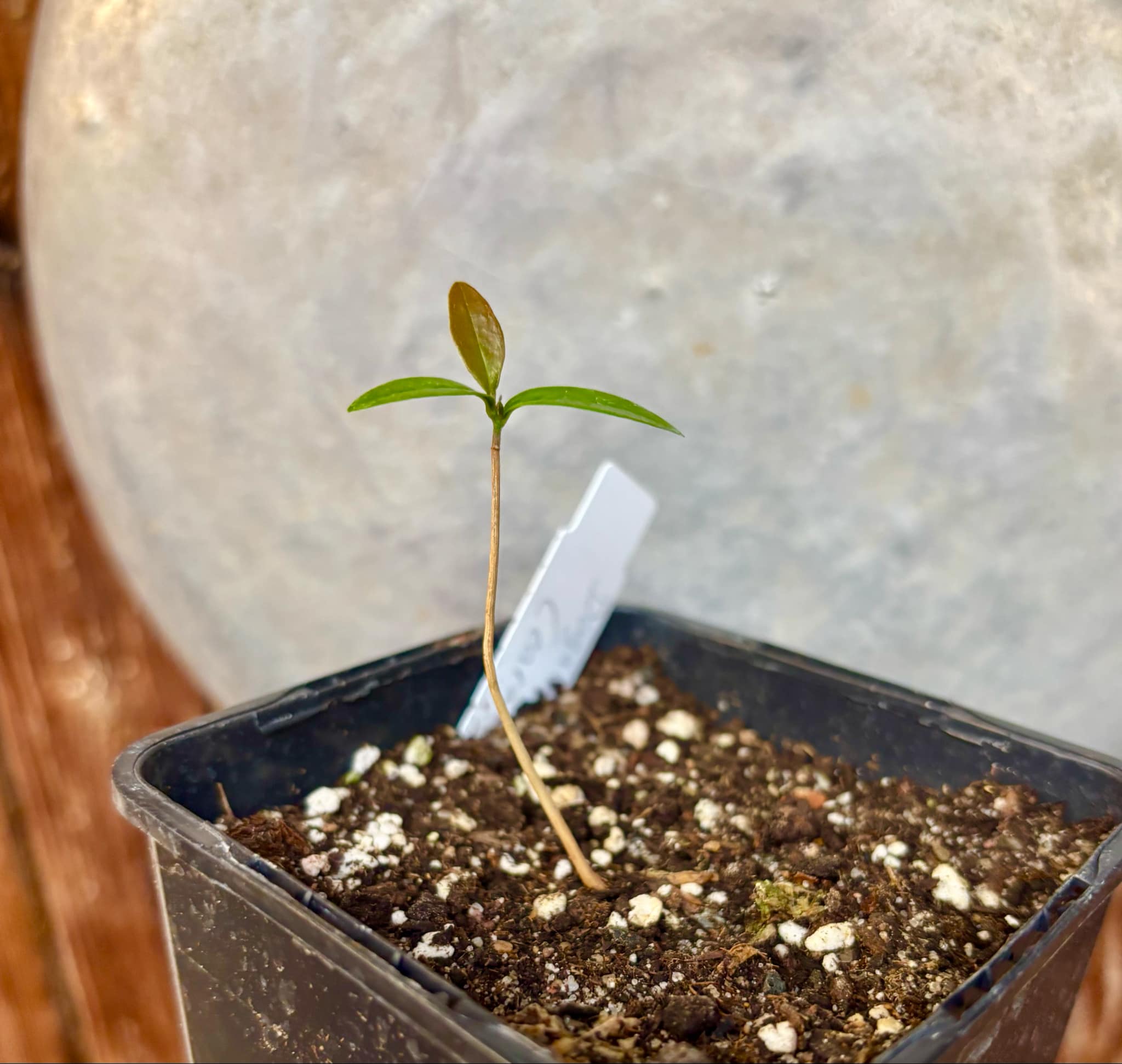 Duguetia sp Ceara - 1 small potted seedling / 1 kleiner, getopfter Sämling