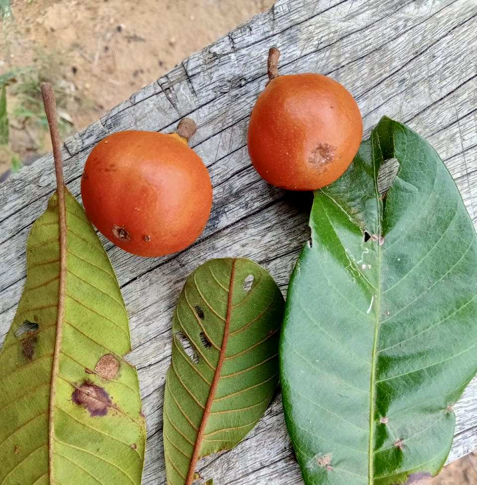 Pouteria sp Alaranjada - 1 fresh seed / 1 frischer Samen