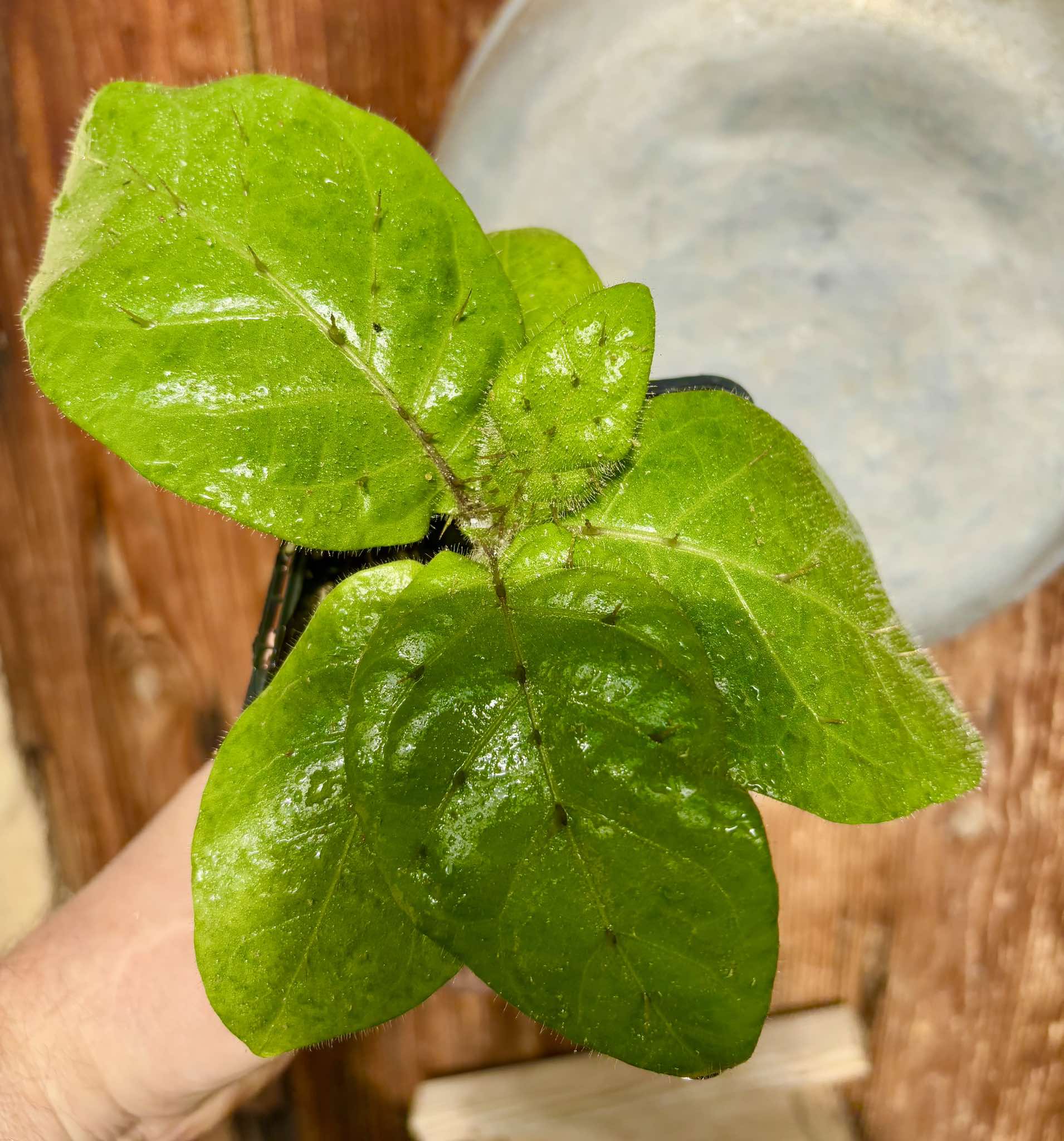 Solanum sp Verde Bahia - 1 small potted plant / 1 kleine, getopfte Pflanze