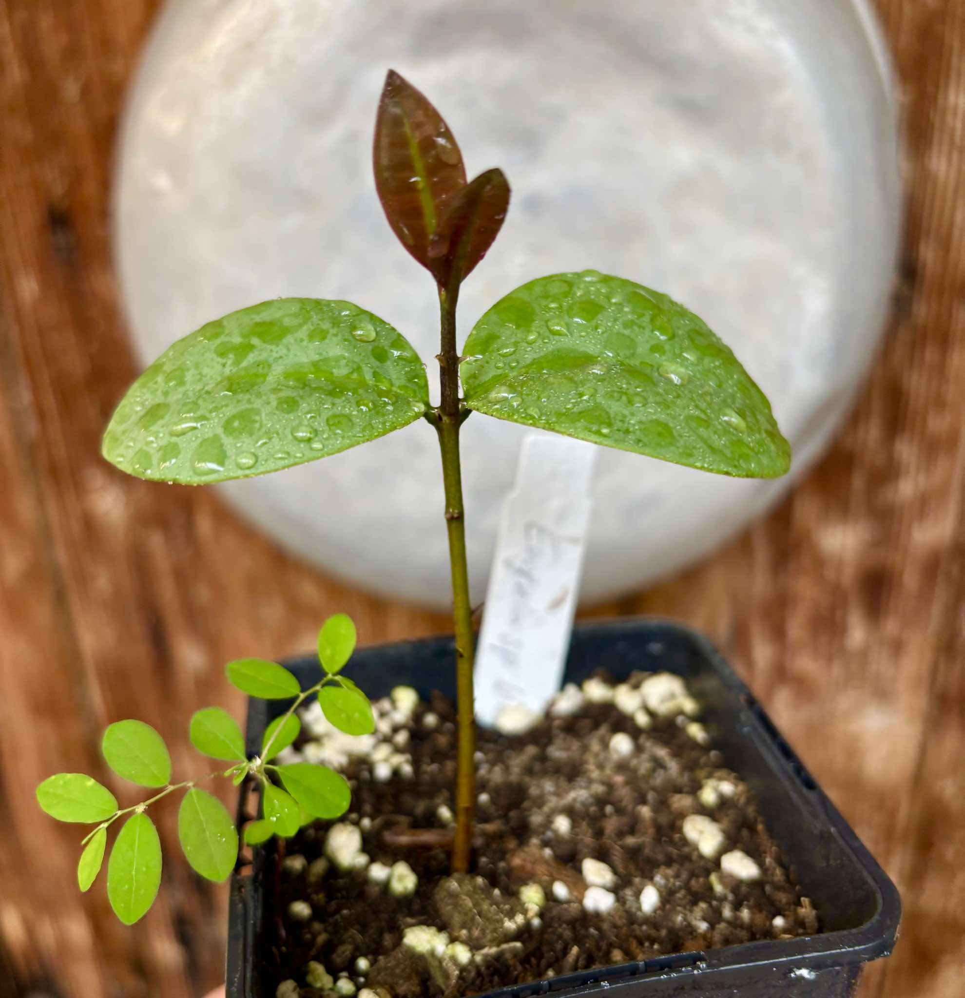 Eugenia sp Unana -  1 small potted seedling / 1 kleiner getopfter Sämling