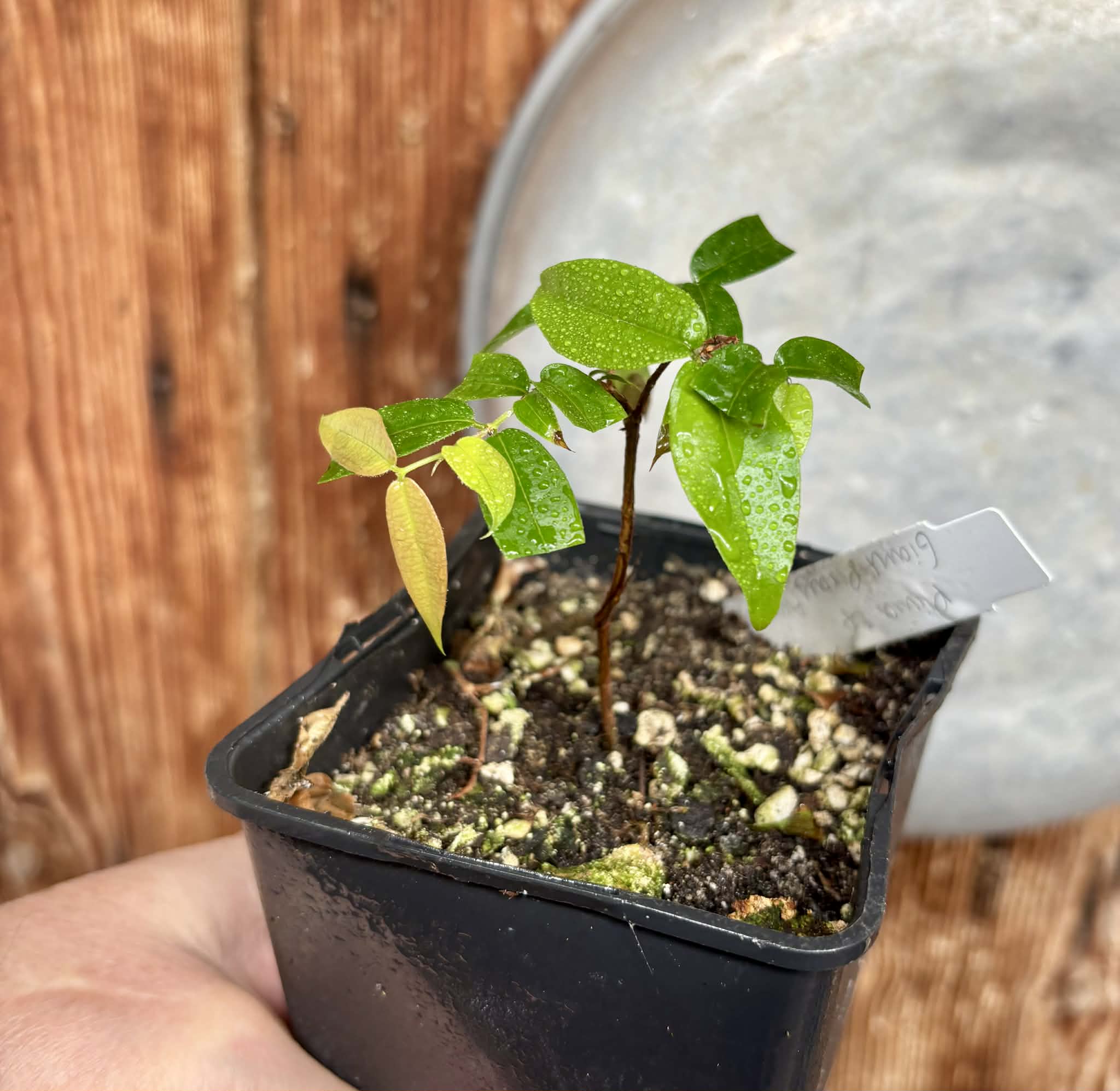 Plinia sp Giant Piray Argentina - 1 potted plant / 1 getopfte Pflanze