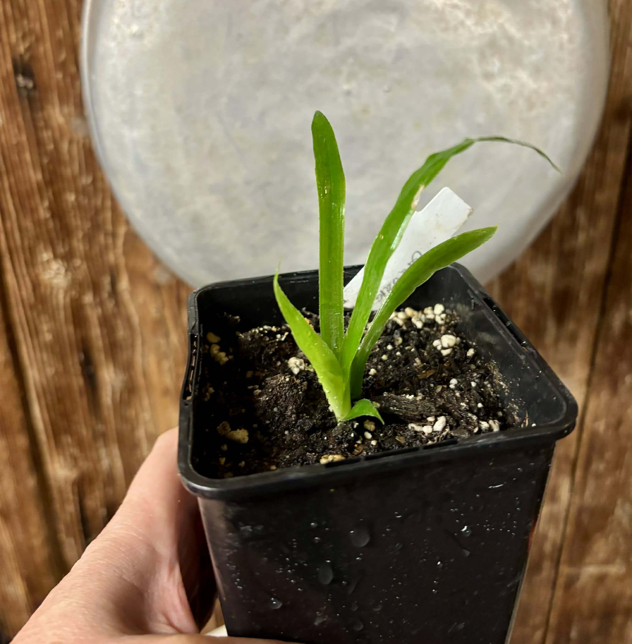 Gravata (Bromelia antiacantha)  -  1 small potted seedling / 1 kleiner, getopfter Sämling