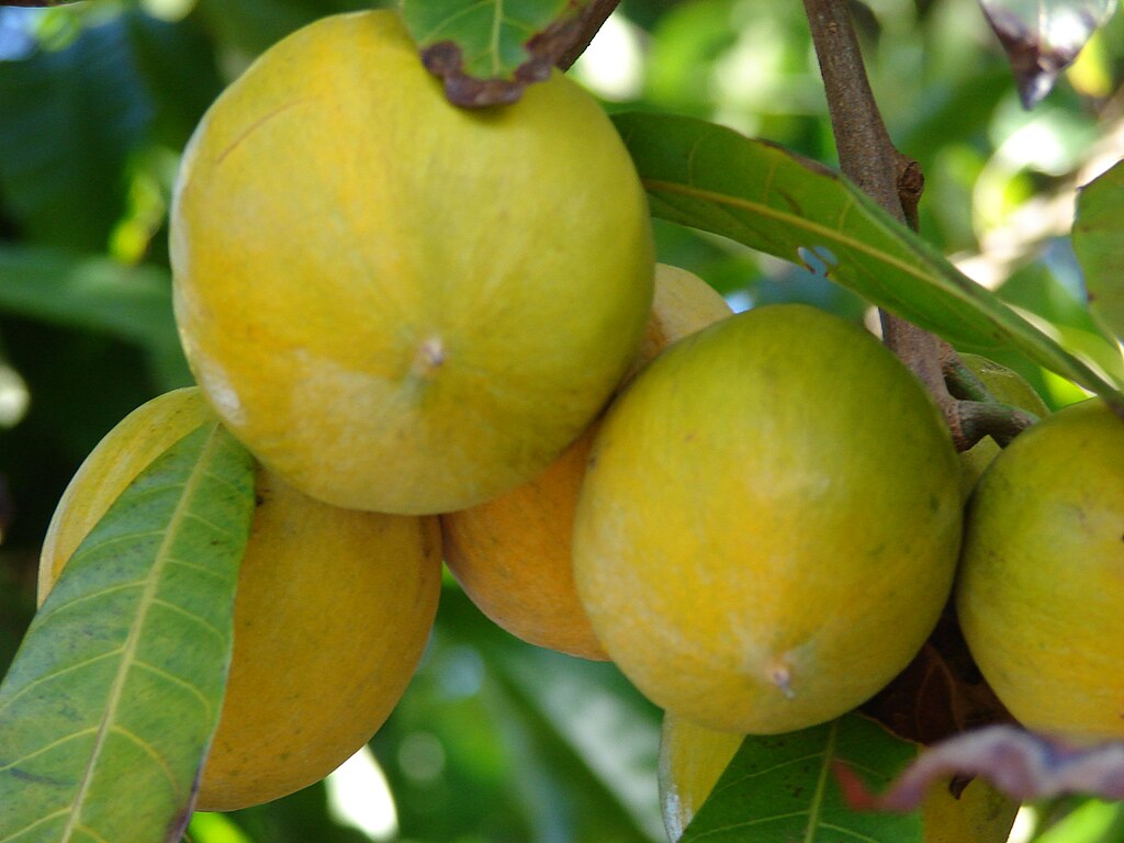 Canistel (Lucuma campechiana) - 1 fresh seed / 1 frischer Samen