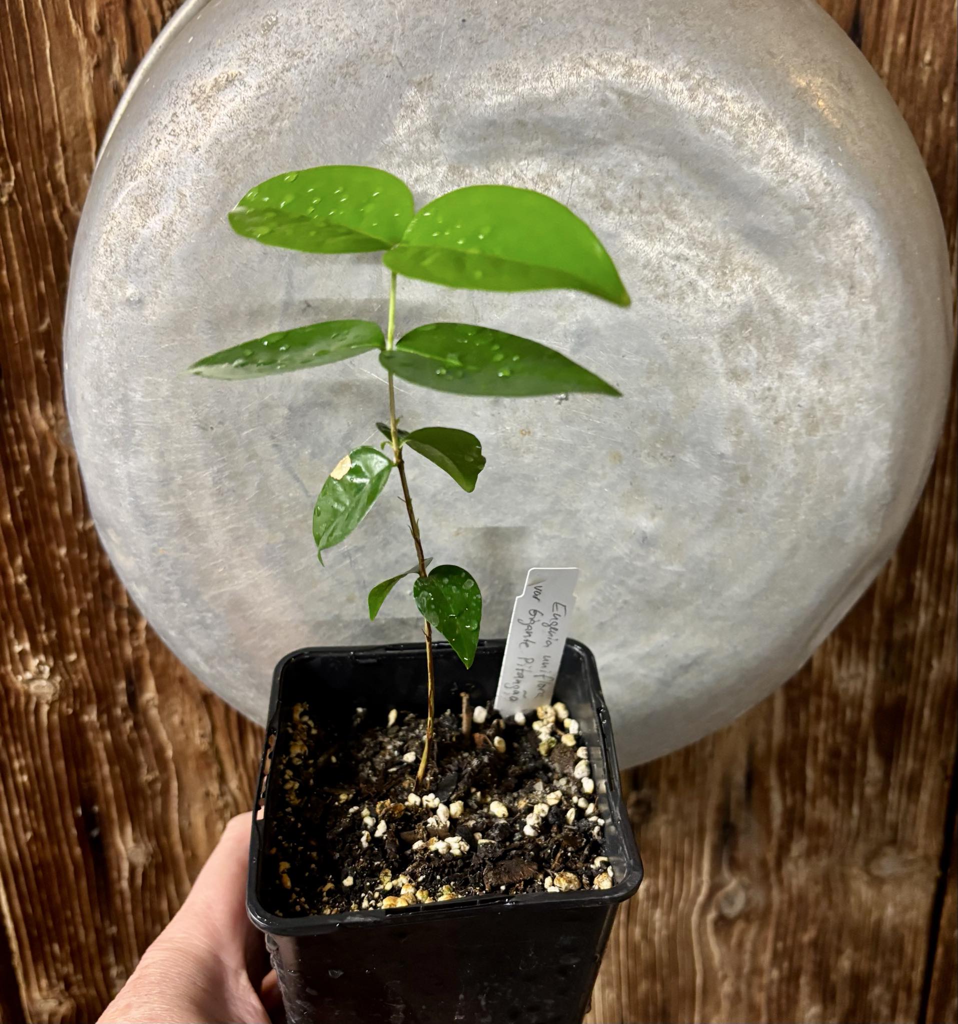 Eugenia uniflora var. Gigante Pitangao  - 1 potted seedling / 1 getopfter Sämling