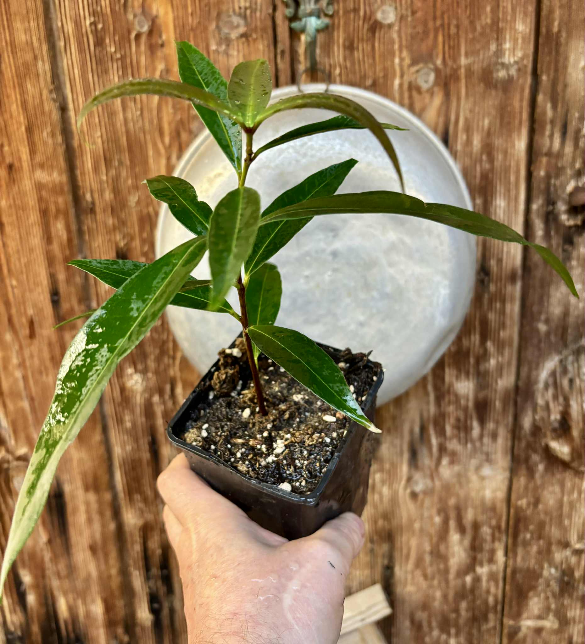 Eugenia sp Jambo da Mata -  1  potted seedling / 1 getopfter Sämling