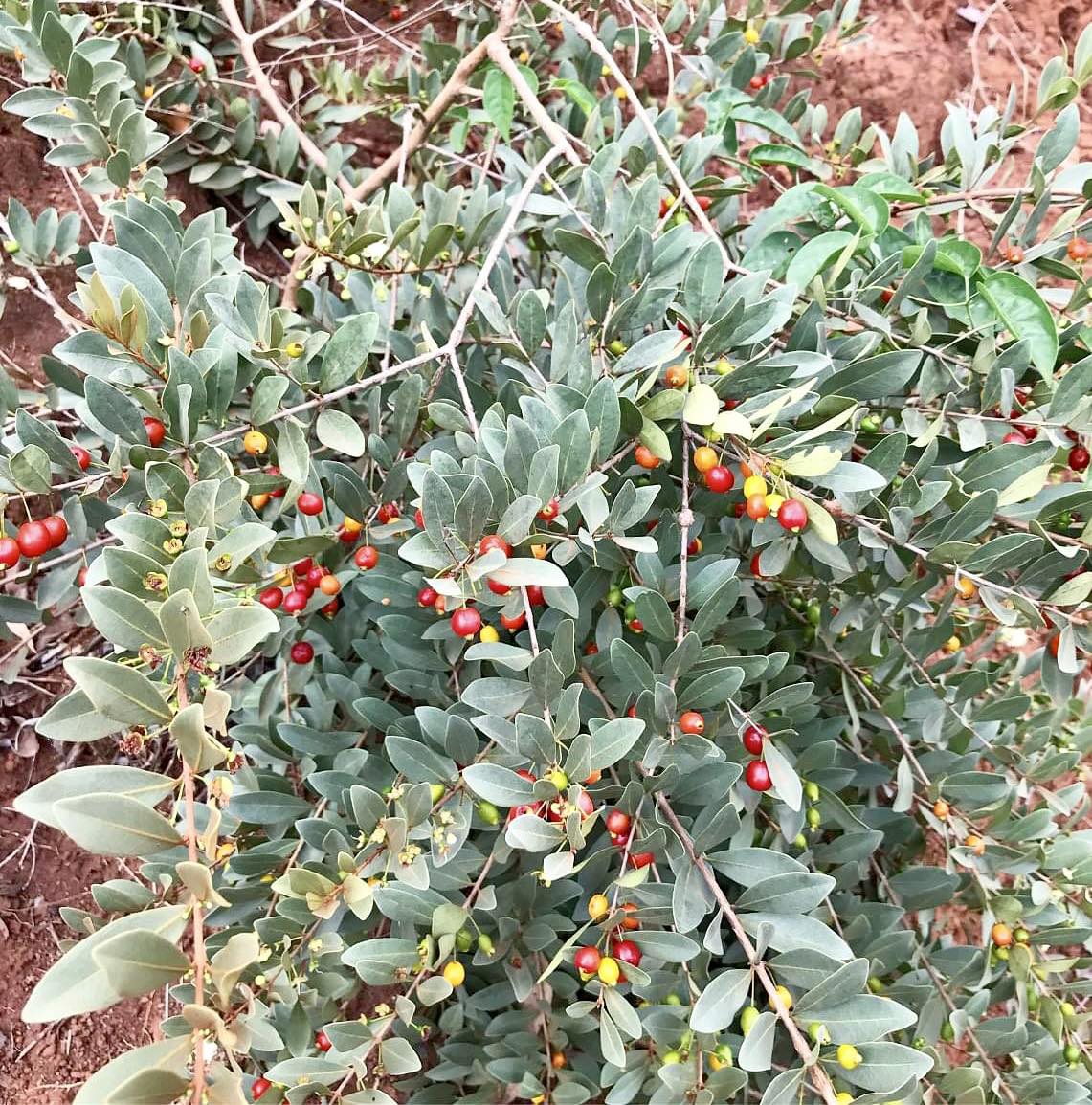 CEREJINHA DE JAGUARIÚNA - Eugenia punicifolia var. Oncas Doce - 1 potted plant / 1 getopfte Pflanze