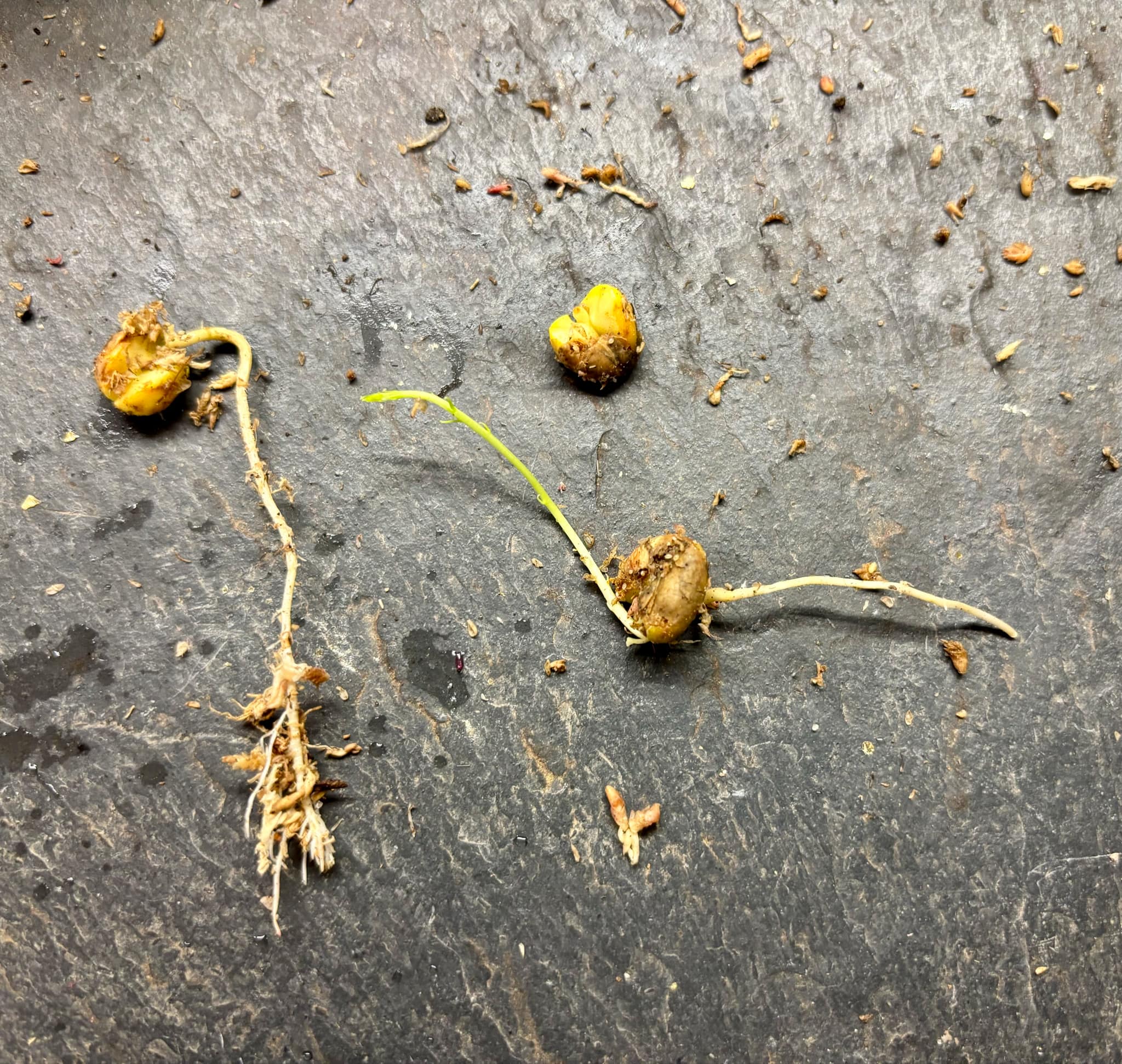 Lollipop Tree (Forchhammeria watsonii) - 1 germinated seed / 1 gekeimter Samen