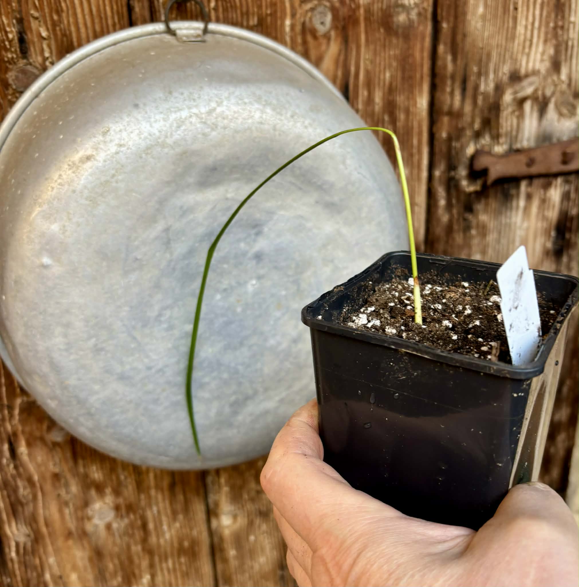 Jelly Palm (Butia odorata) -  1 potted plant / 1 getopfte Pflanze