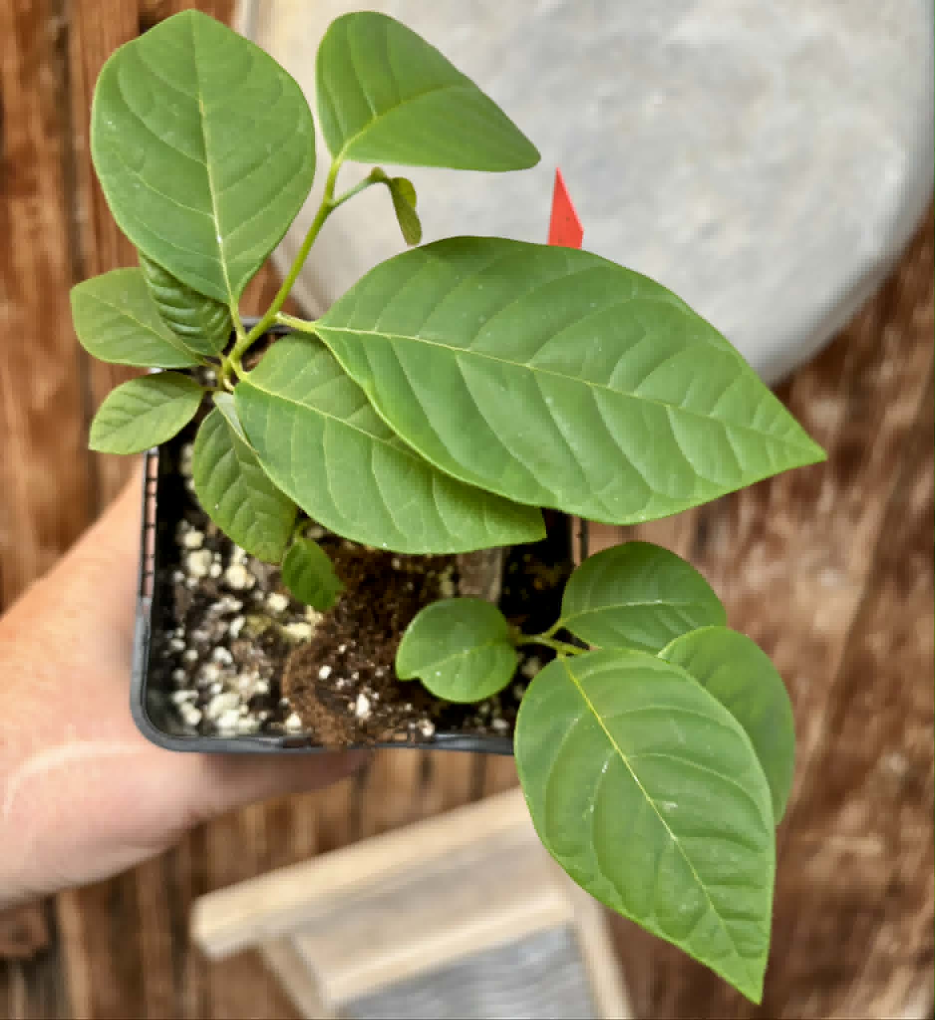2 in 1 pot - Cherimoya var. Fino de Jete (Annona cherimola) - 2 seedlings in one pot / 5 Sämlinge in einem Topf
