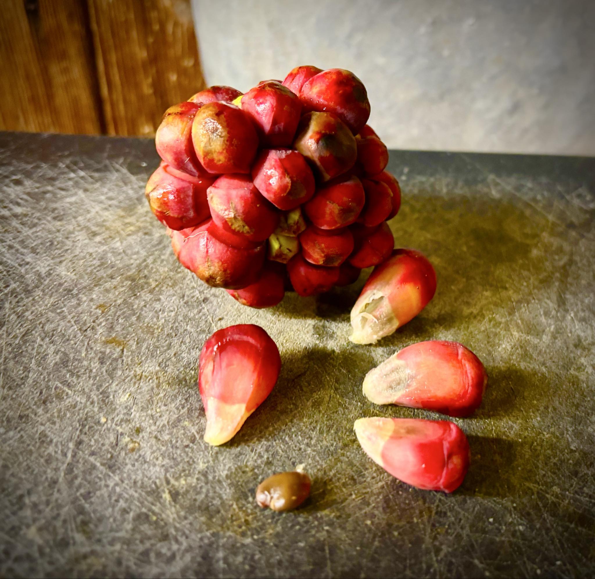 Kadsura coccinea "Red" - 3 fresh seeds / 3 frische Samen