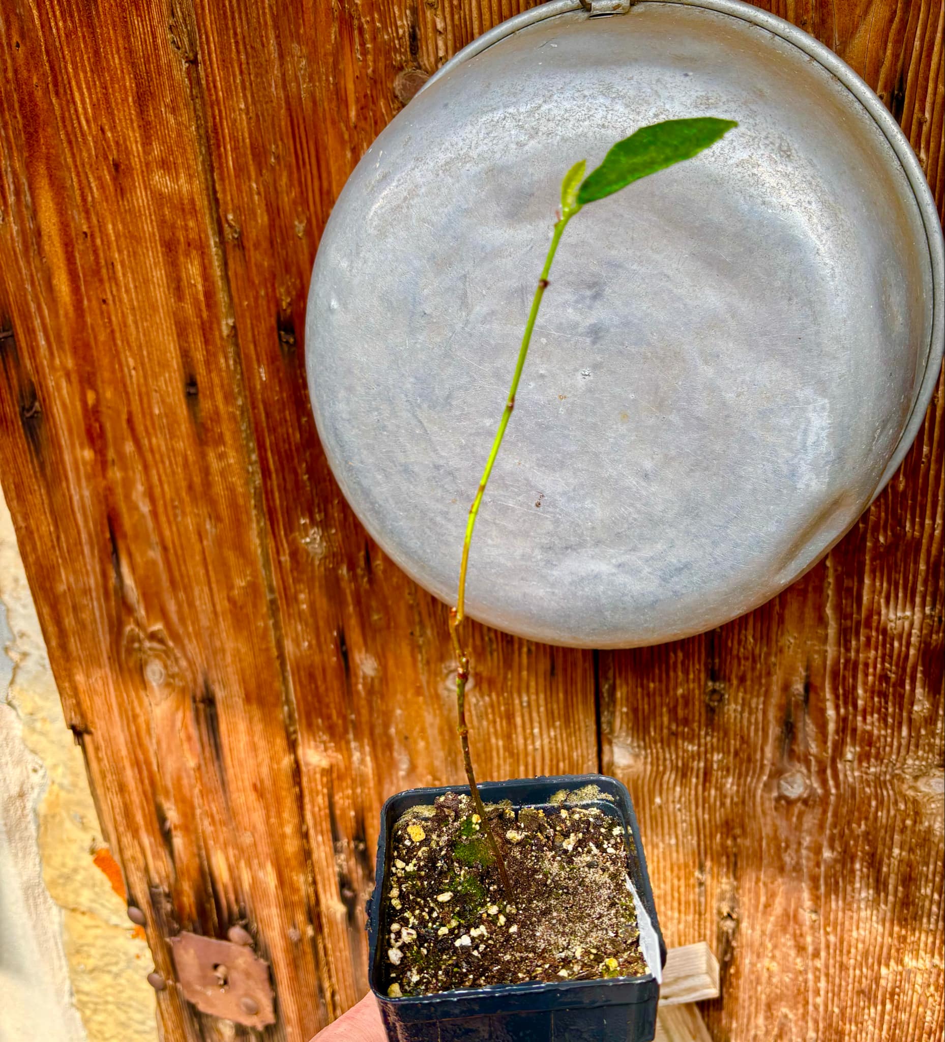 Brosimum gaudichaudi - Mama Cadela - 1 potted plant / 1 getopfte Pflanze Brosimum gaudichaudi - Mama Cadela - 1 potted plant / 1 getopfte Pflanze