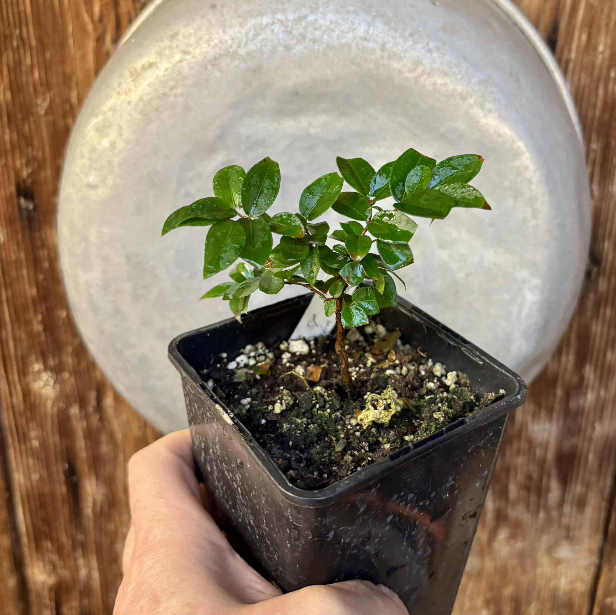 Jaboticaba - Plinia sp Canelinha Polpa rosea - 1 potted seedling / 1 getopfter Sämling